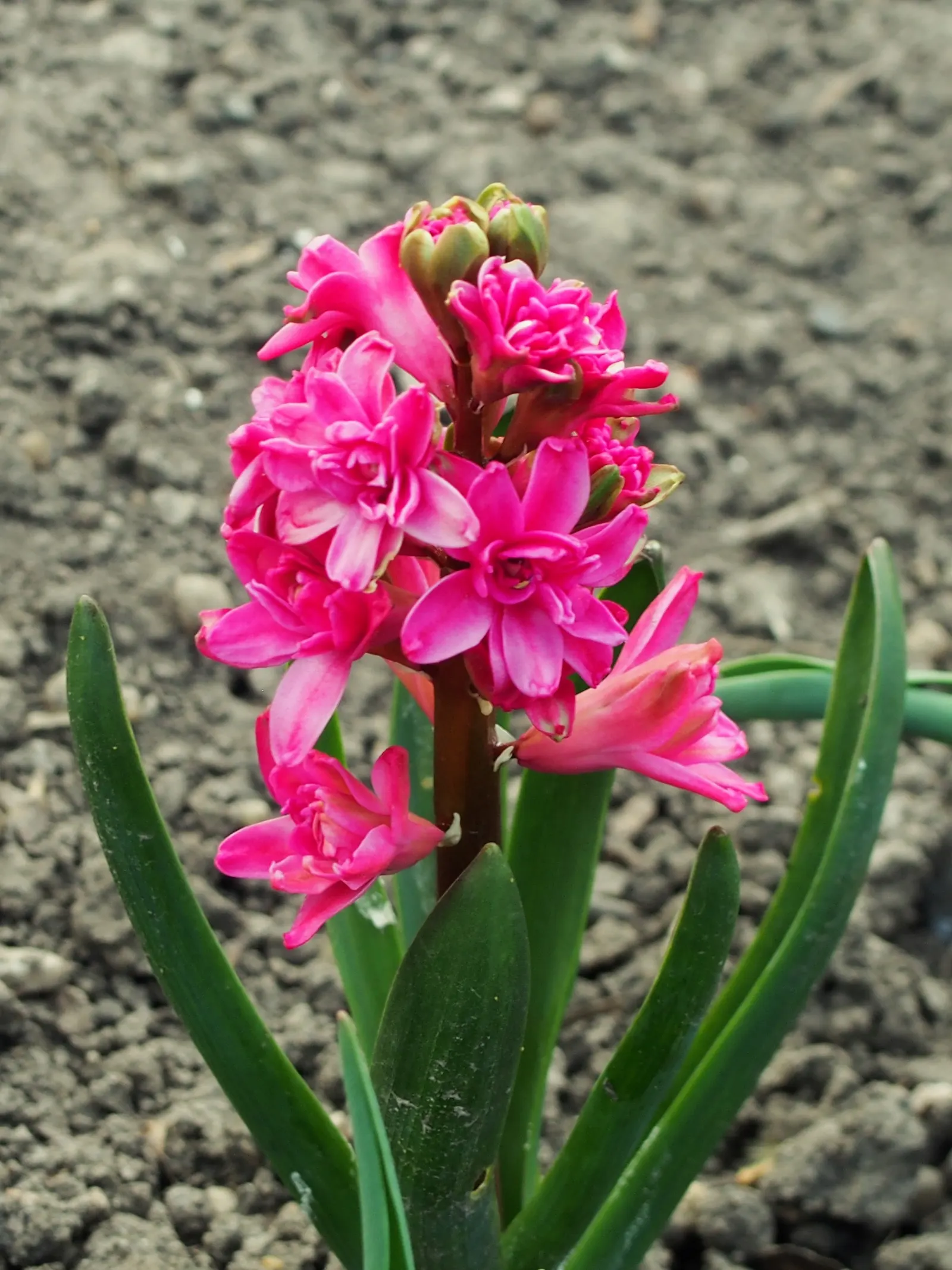 Garden Or Common Hyacinth (Hyacinthus Orientalis) — Plant bulbs 4-6 inches deep and 6 inches apart in well-drained soil for optimal growth; these, image 72