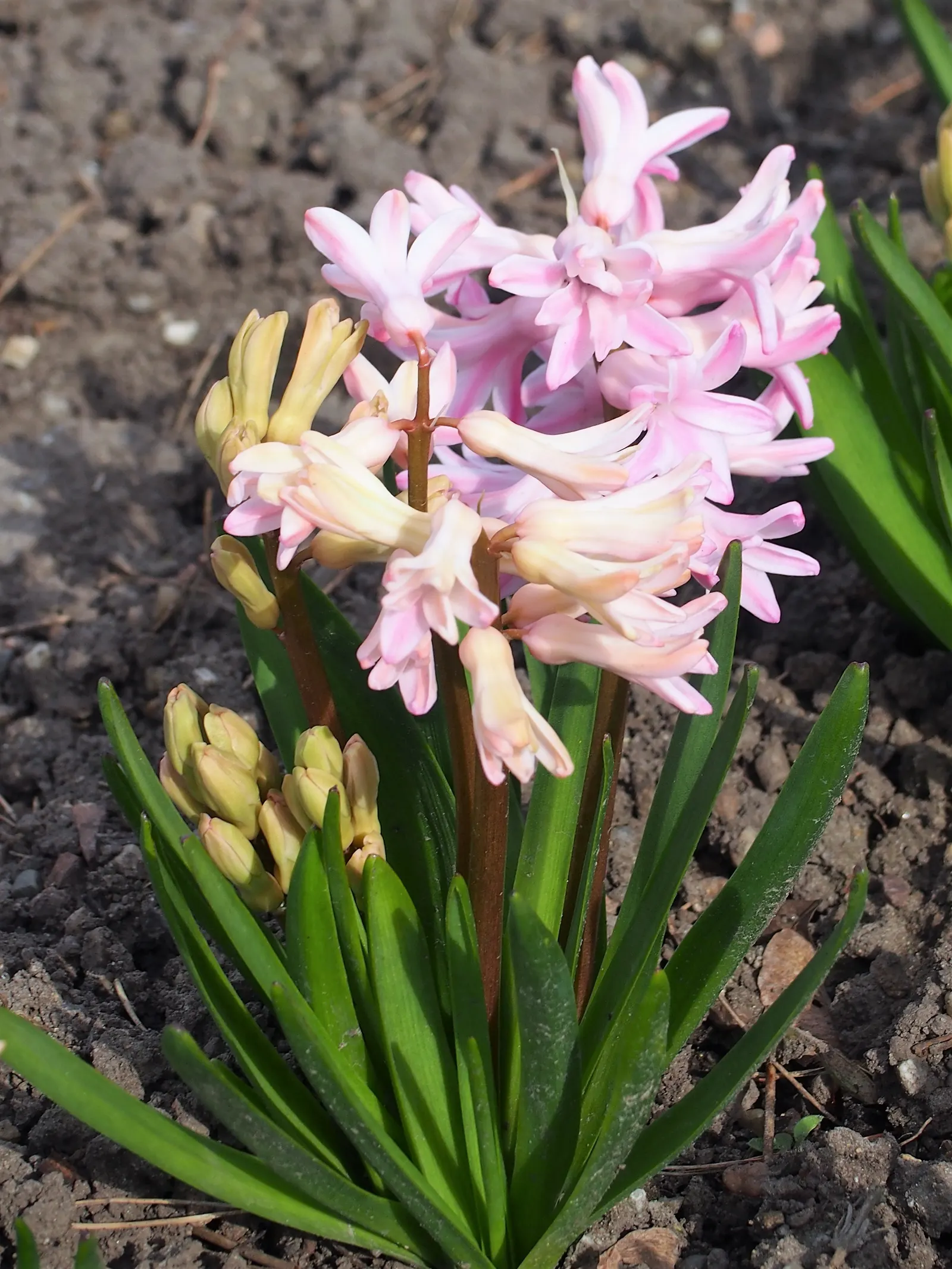 Garden Or Common Hyacinth (Hyacinthus Orientalis) — its dense flower spikes come in shades of purple; these blossoms range in color, image 51