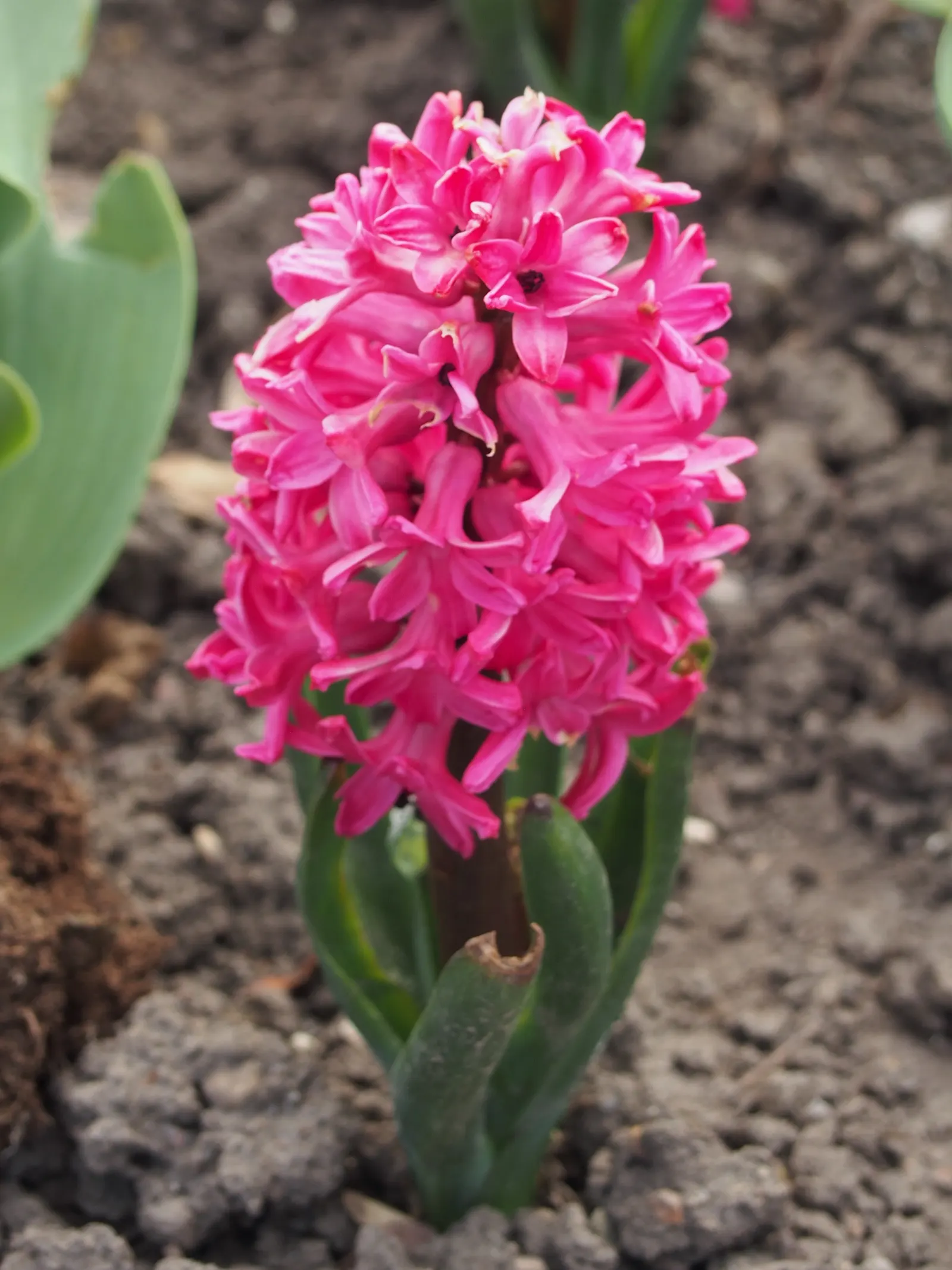 Garden Or Common Hyacinth (Hyacinthus Orientalis) — sometimes reaching up to a width of 1 inch