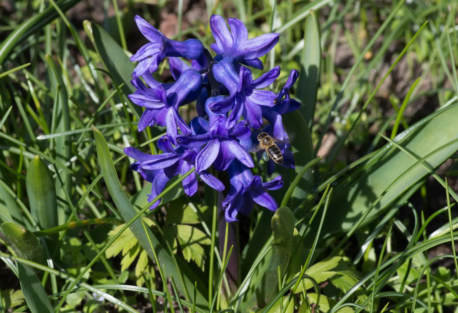 Garden Or Common Hyacinth (Hyacinthus Orientalis) — These blossoms range in color; plant the bulbs in the fall, image 101