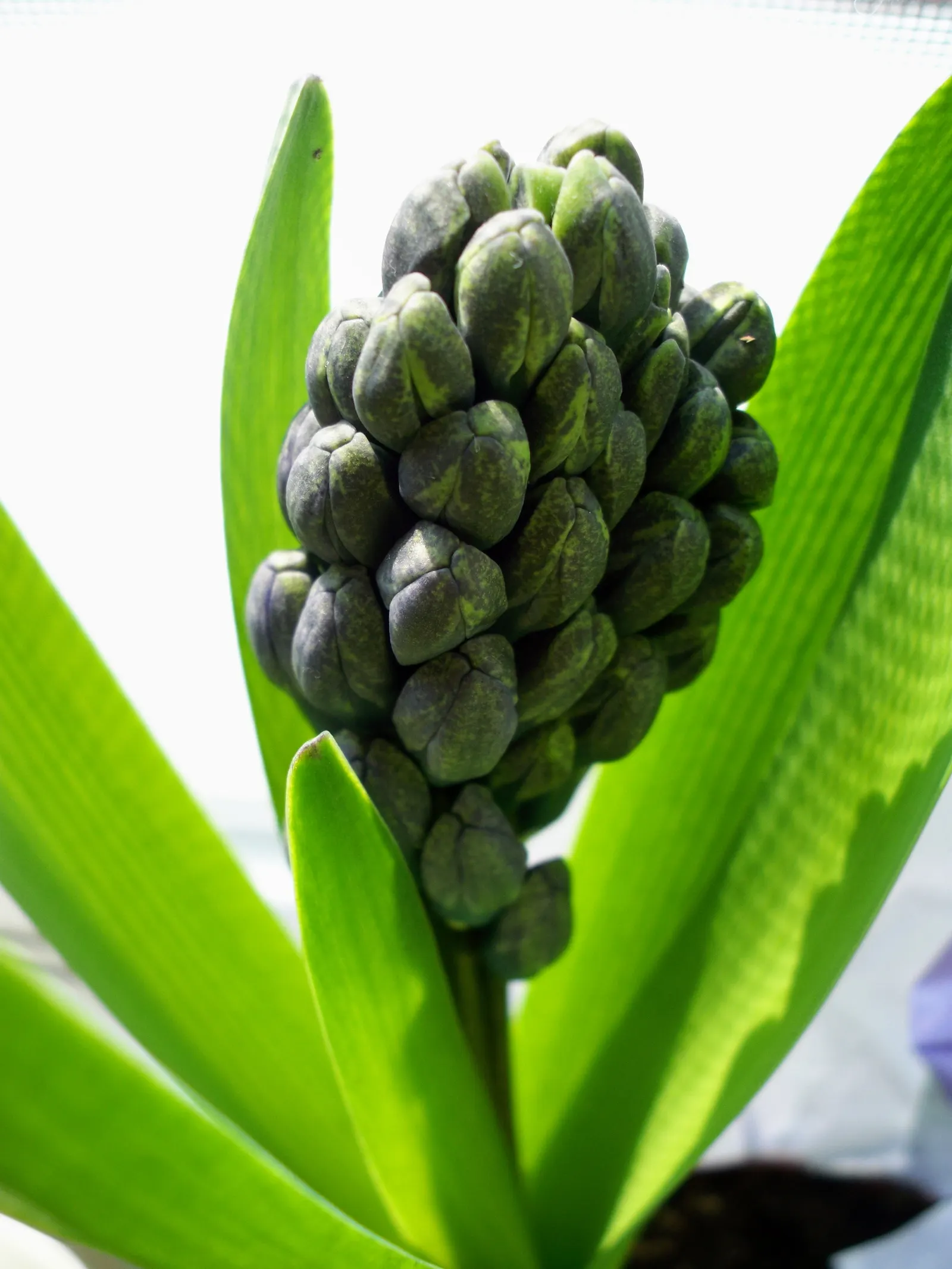 Garden Or Common Hyacinth (Hyacinthus Orientalis) — With a bloom period spanning 2 to 3 weeks; the Garden Hyacinth (Hyacinthus orientalis) offers, image 86
