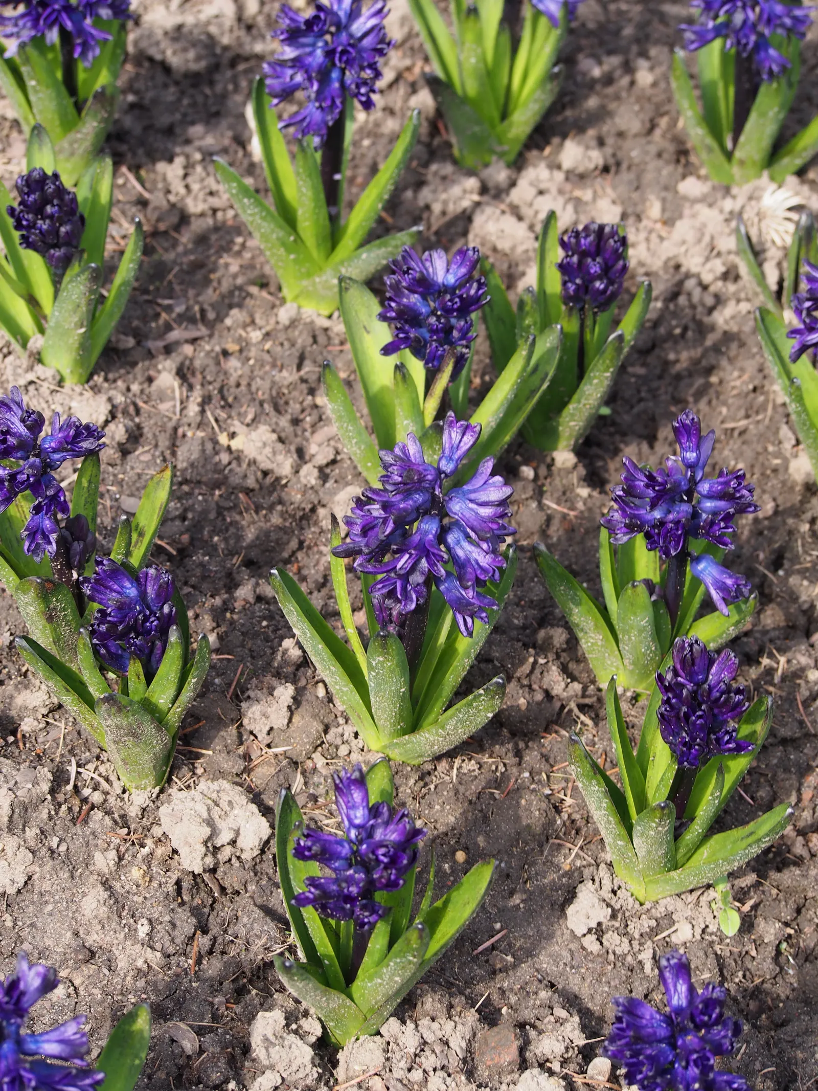Garden Or Common Hyacinth (Hyacinthus Orientalis) — extending their enjoyment indoors; annual / bulb with blue and pink and red and yellow blooms
