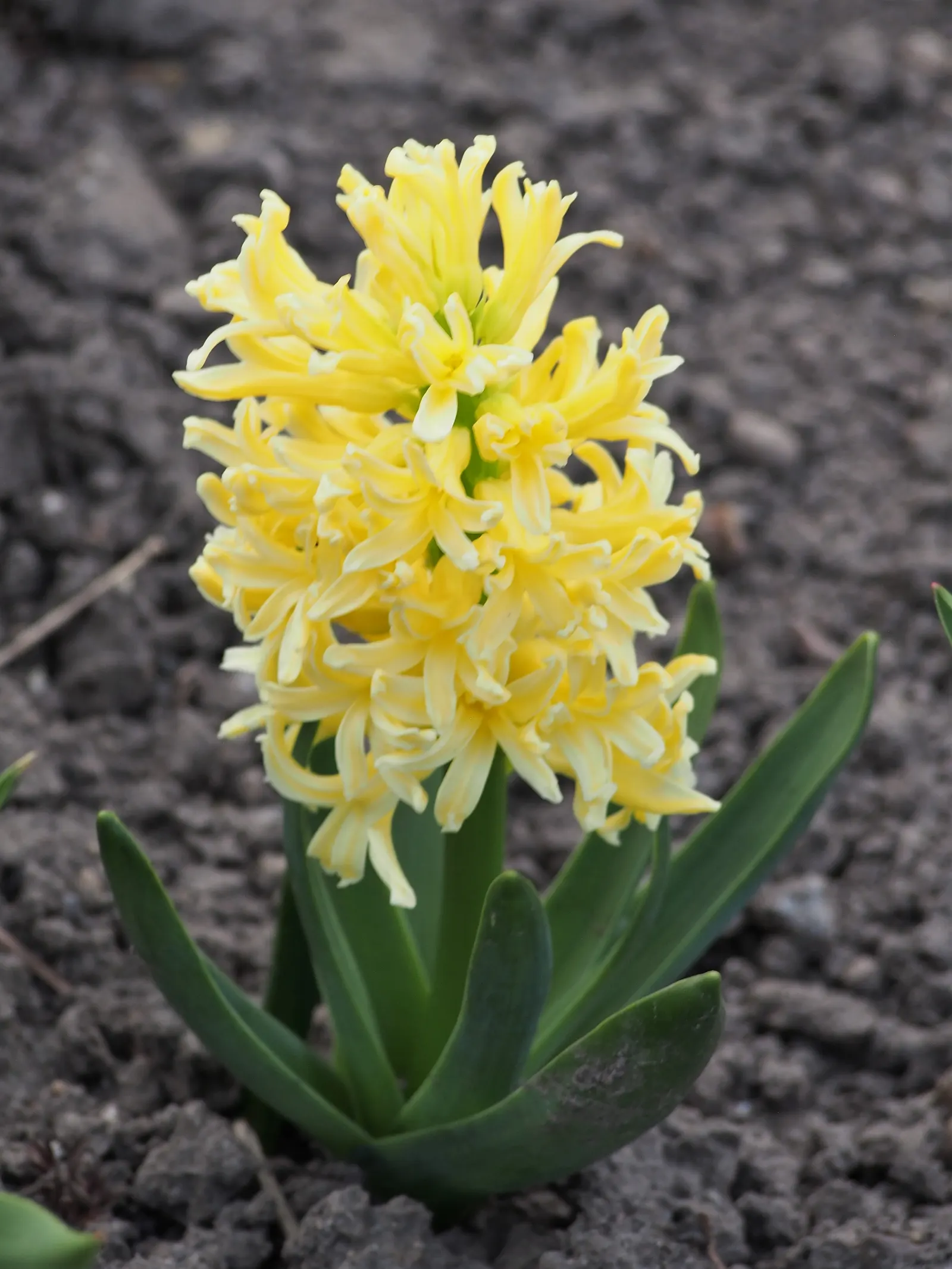 Garden Or Common Hyacinth (Hyacinthus Orientalis) — Plant bulbs 4-6 inches deep and 6 inches apart in well-drained soil for optimal growth