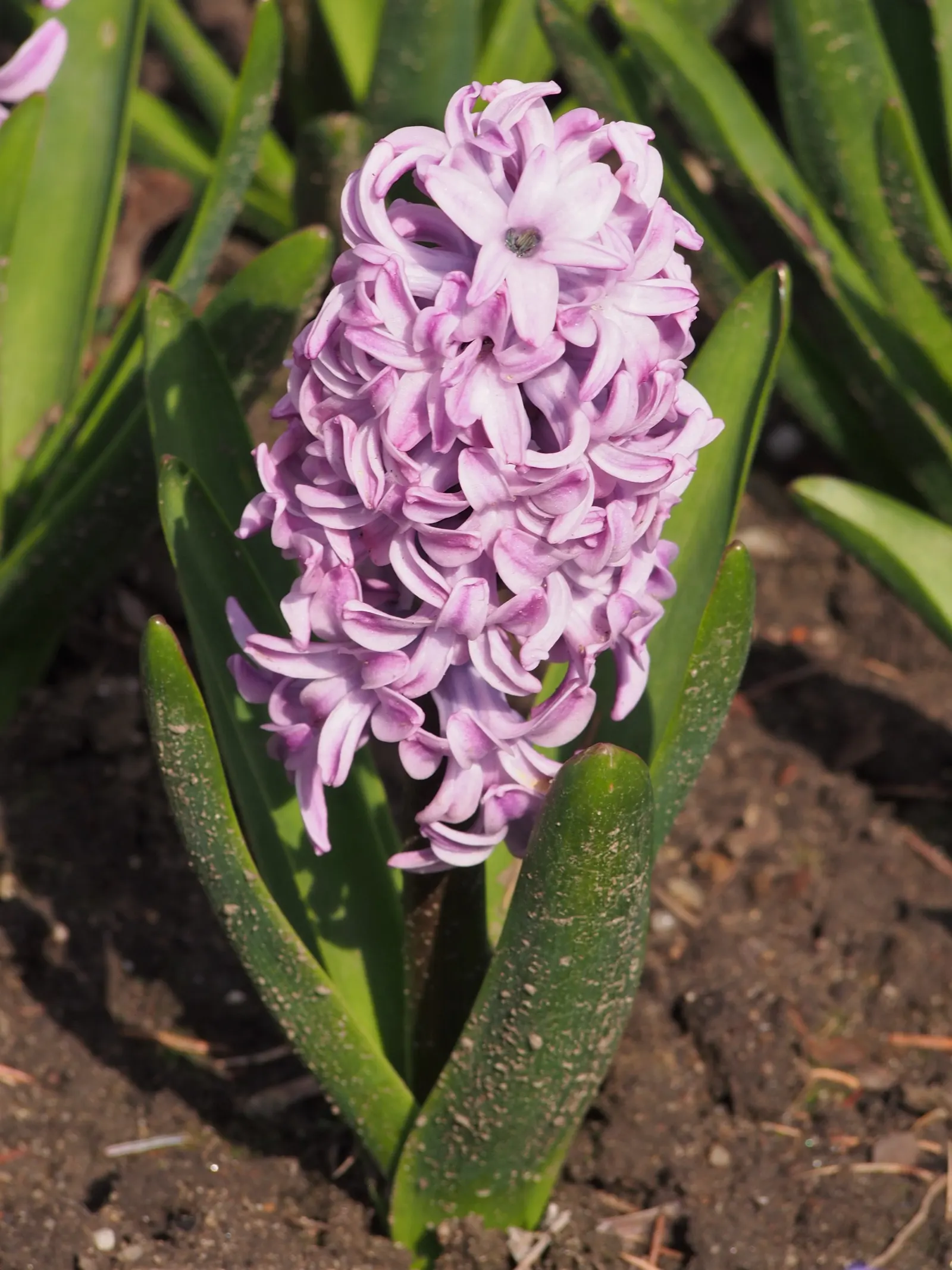 Garden Or Common Hyacinth (Hyacinthus Orientalis) — Typically reaching heights of 8 to 12 inches; annual / bulb for full, image 53