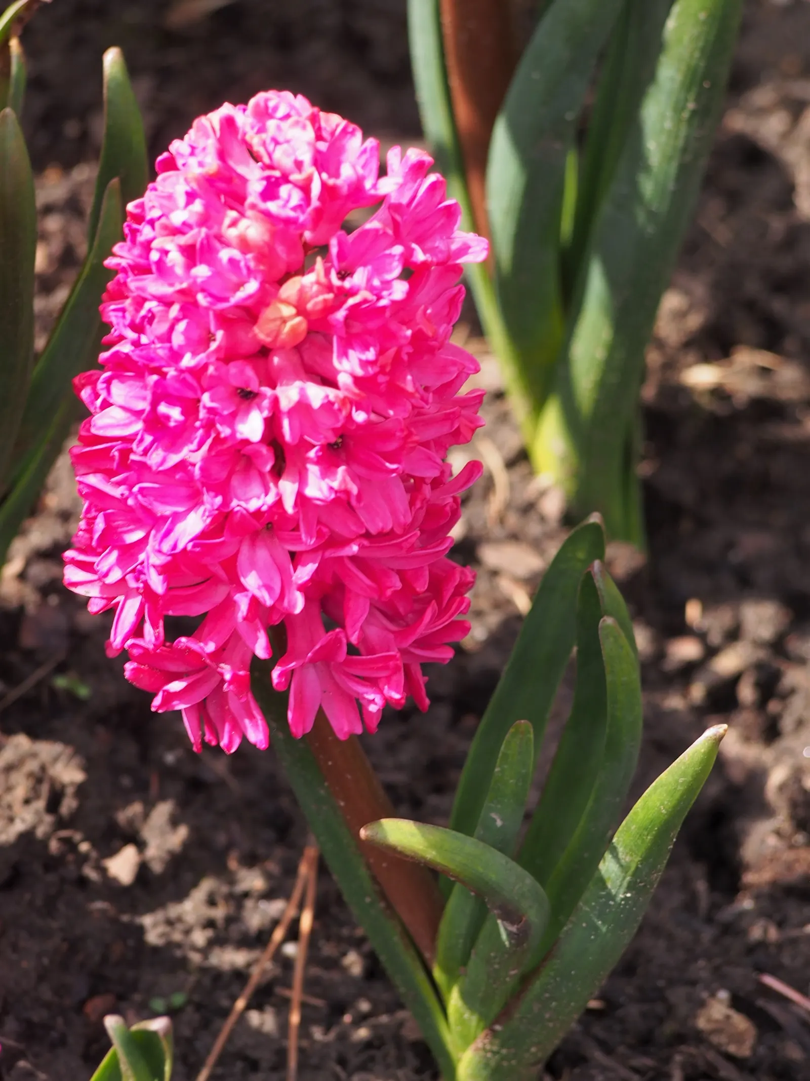Garden Or Common Hyacinth (Hyacinthus Orientalis) — attracting bees and adding classic charm to any garden setting; creates a fresh green backdrop, image 52