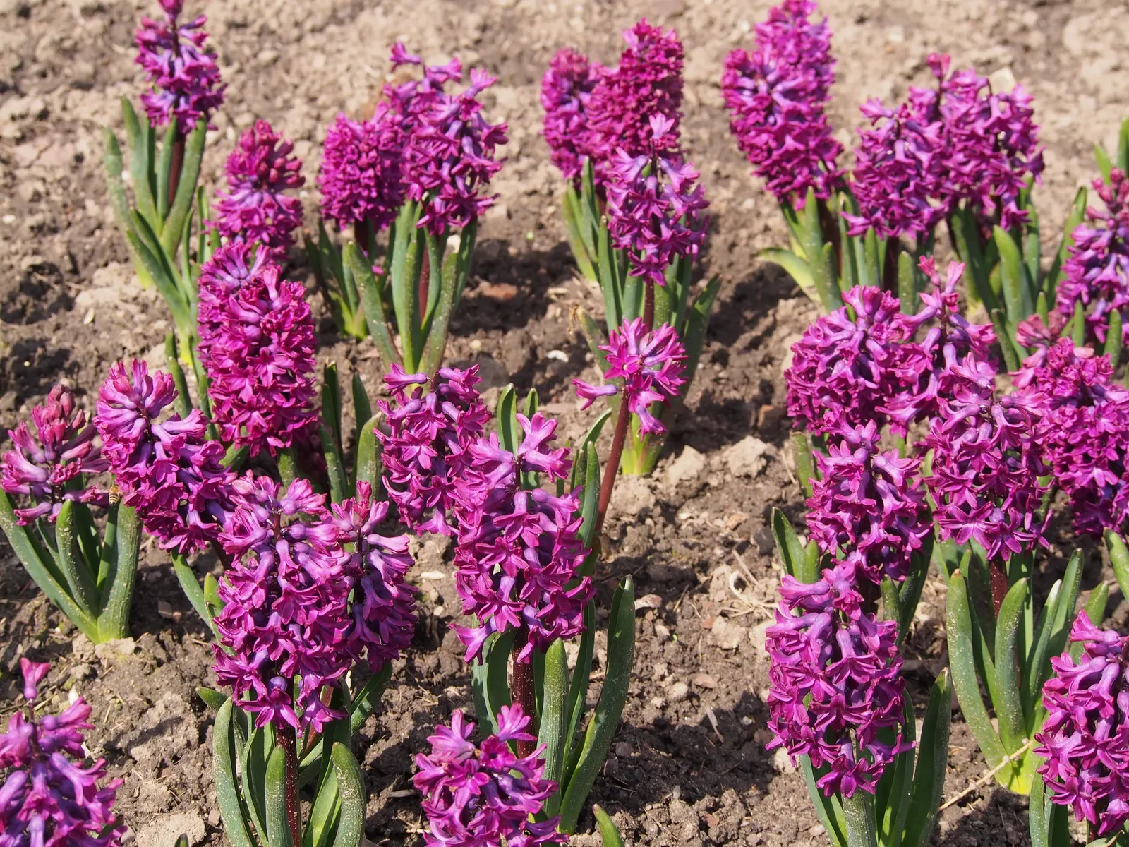 Garden Or Common Hyacinth (Hyacinthus Orientalis) — Ideal for borders and container displays