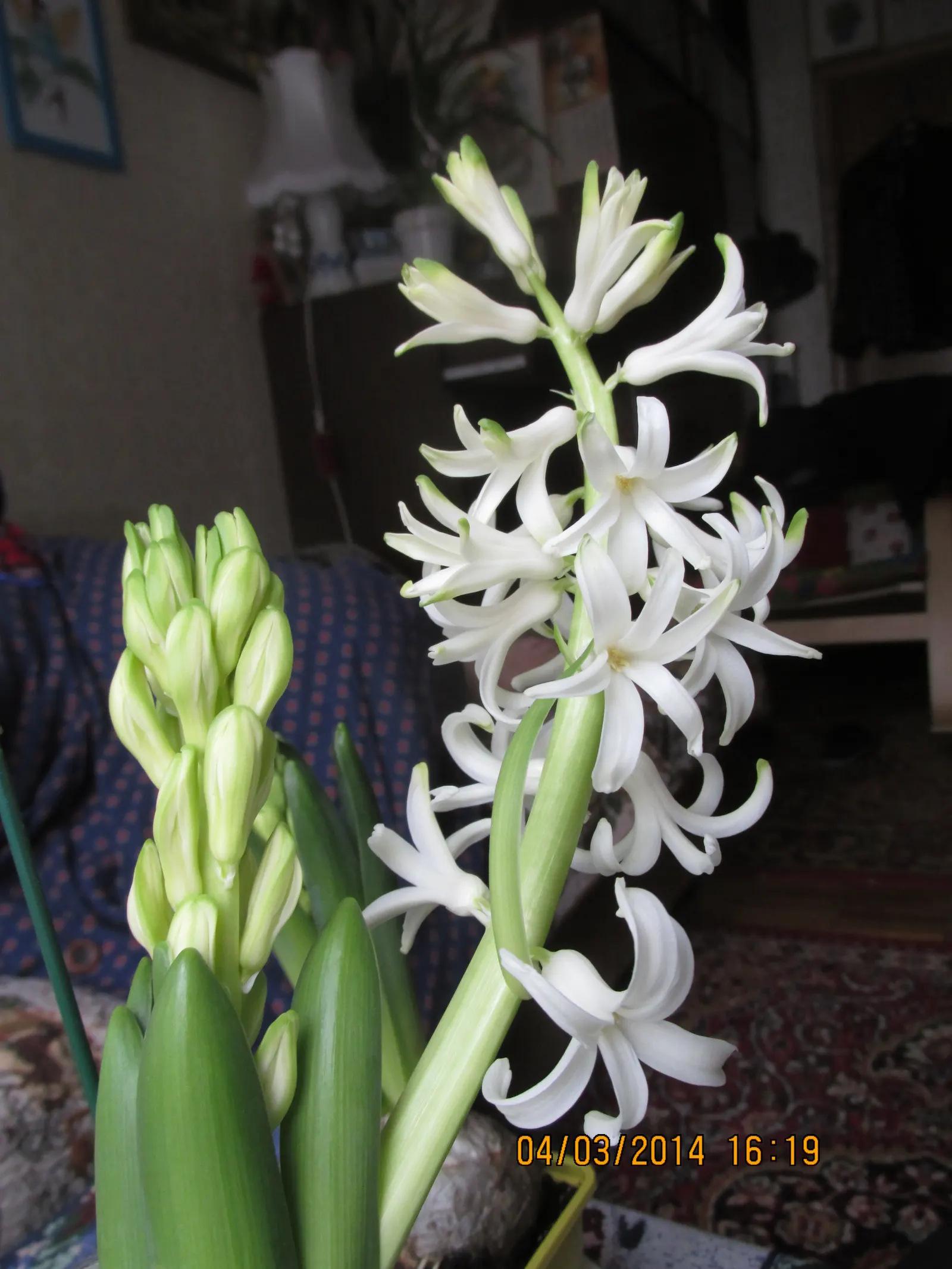 Garden Or Common Hyacinth (Hyacinthus Orientalis) — offering a palette that includes rich blues; blue and pink and red and yellow flowers in the, image 56