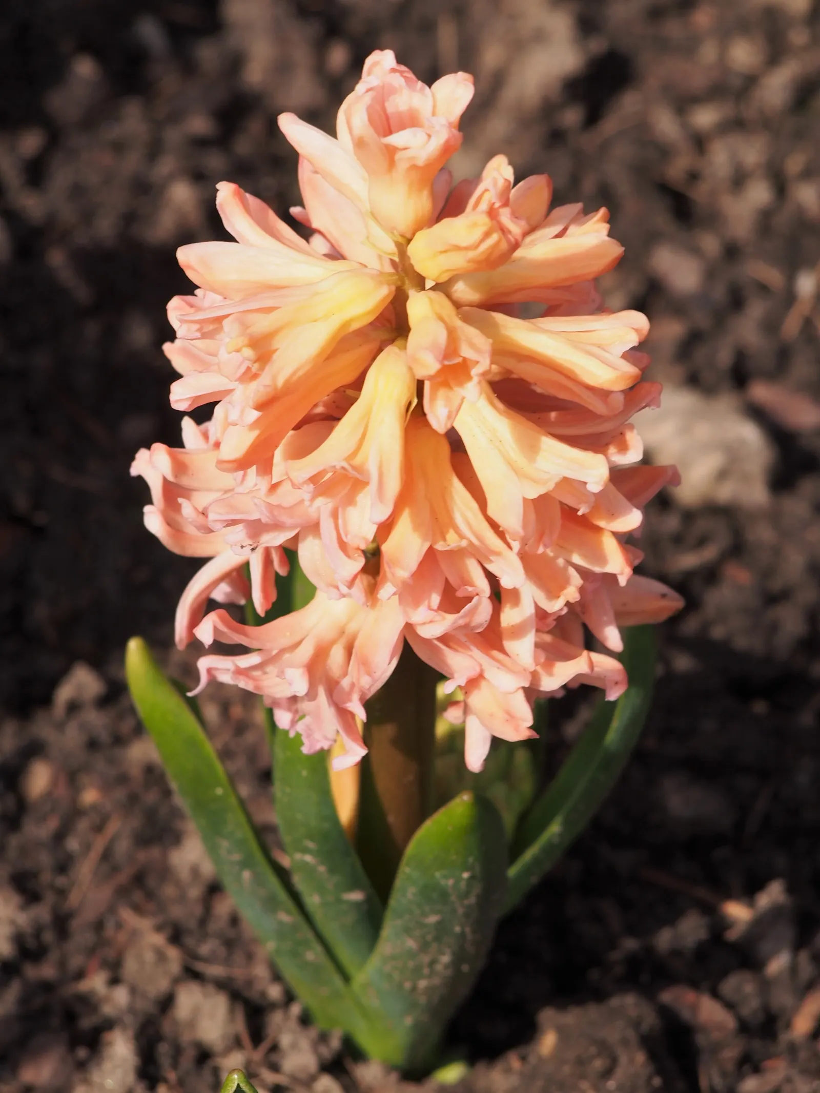 Garden Or Common Hyacinth (Hyacinthus Orientalis) — These blossoms range in color; plant the bulbs in the fall, image 78