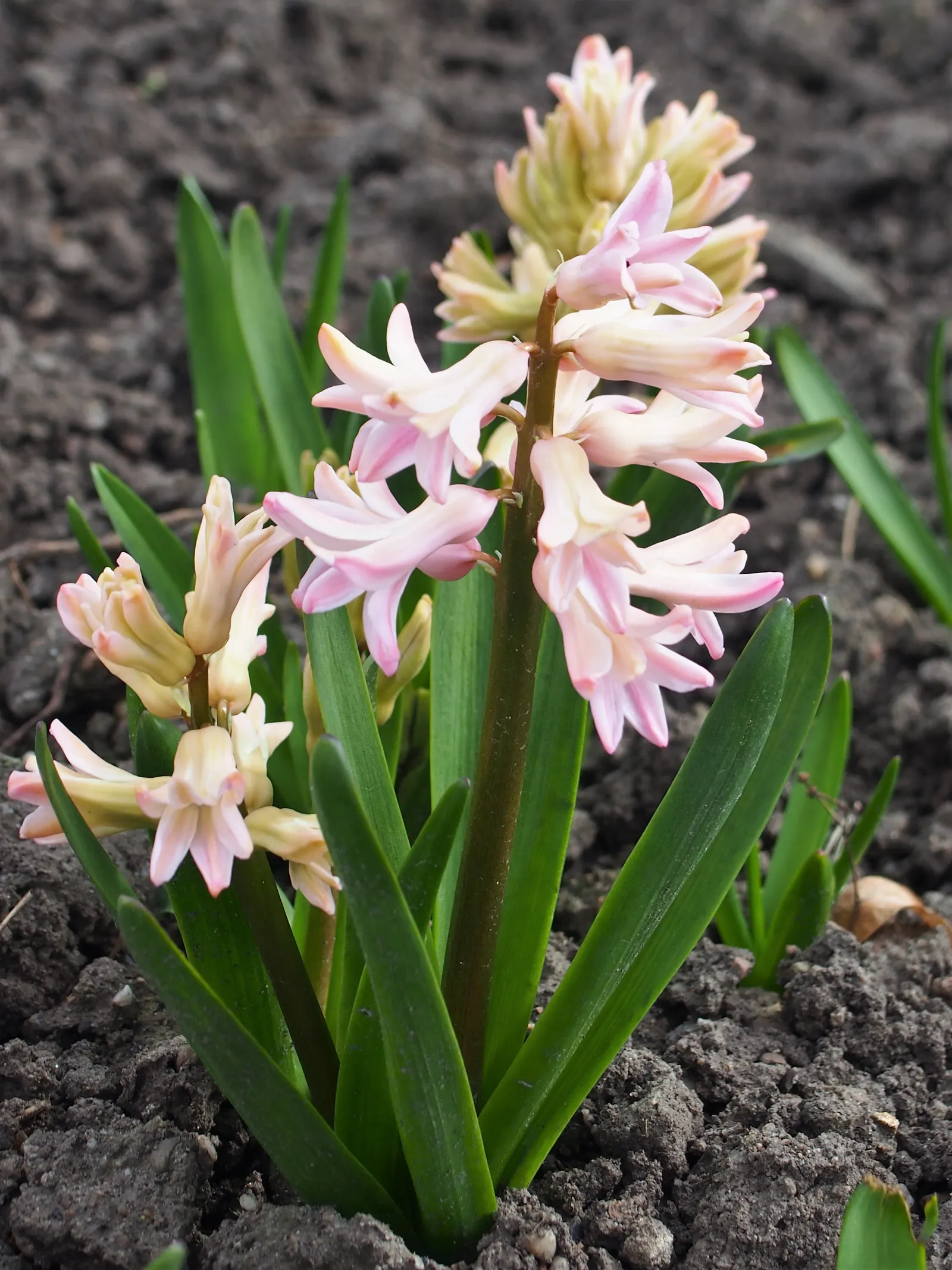 Garden Or Common Hyacinth (Hyacinthus Orientalis) — The Garden Hyacinth (Hyacinthus orientalis) offers vibrant, fragrant blooms in early spring, image 47