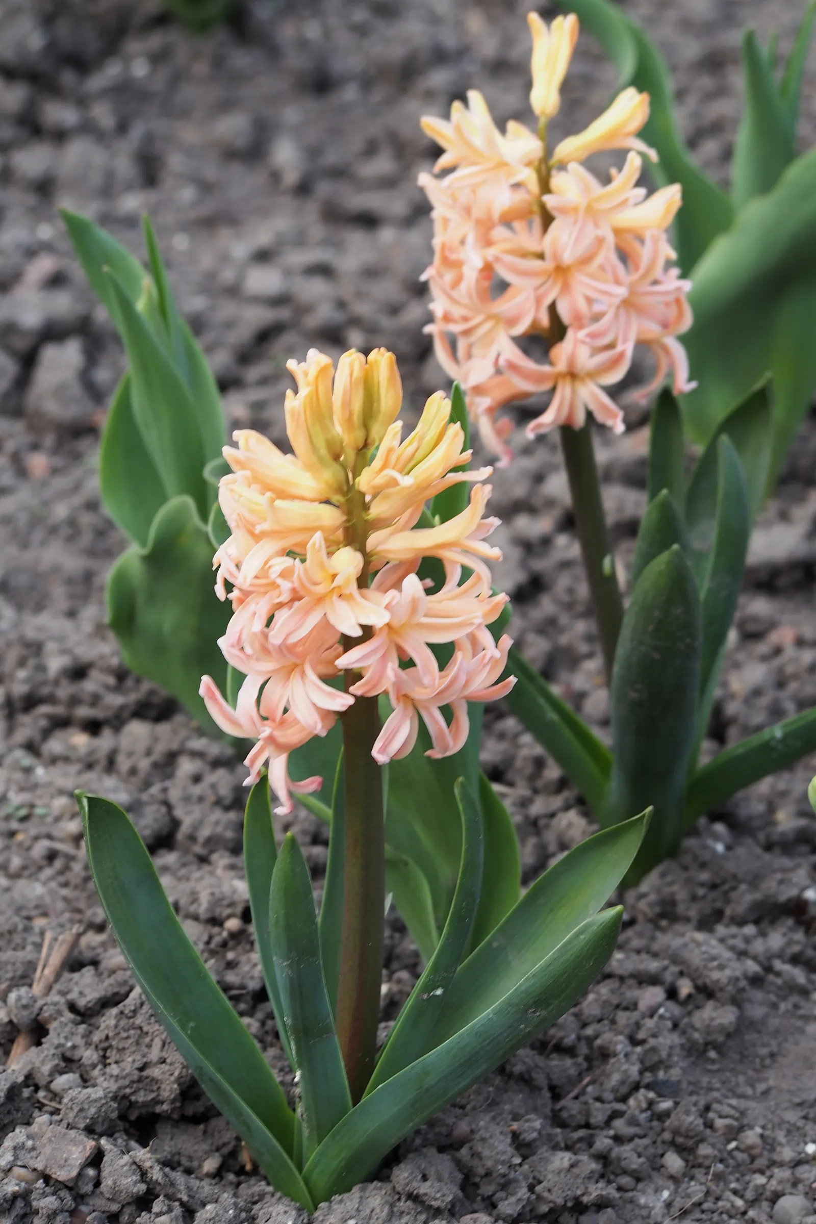 Garden Or Common Hyacinth (Hyacinthus Orientalis) — allowing for versatility in landscape color theming.<br><br>For the landscape designer