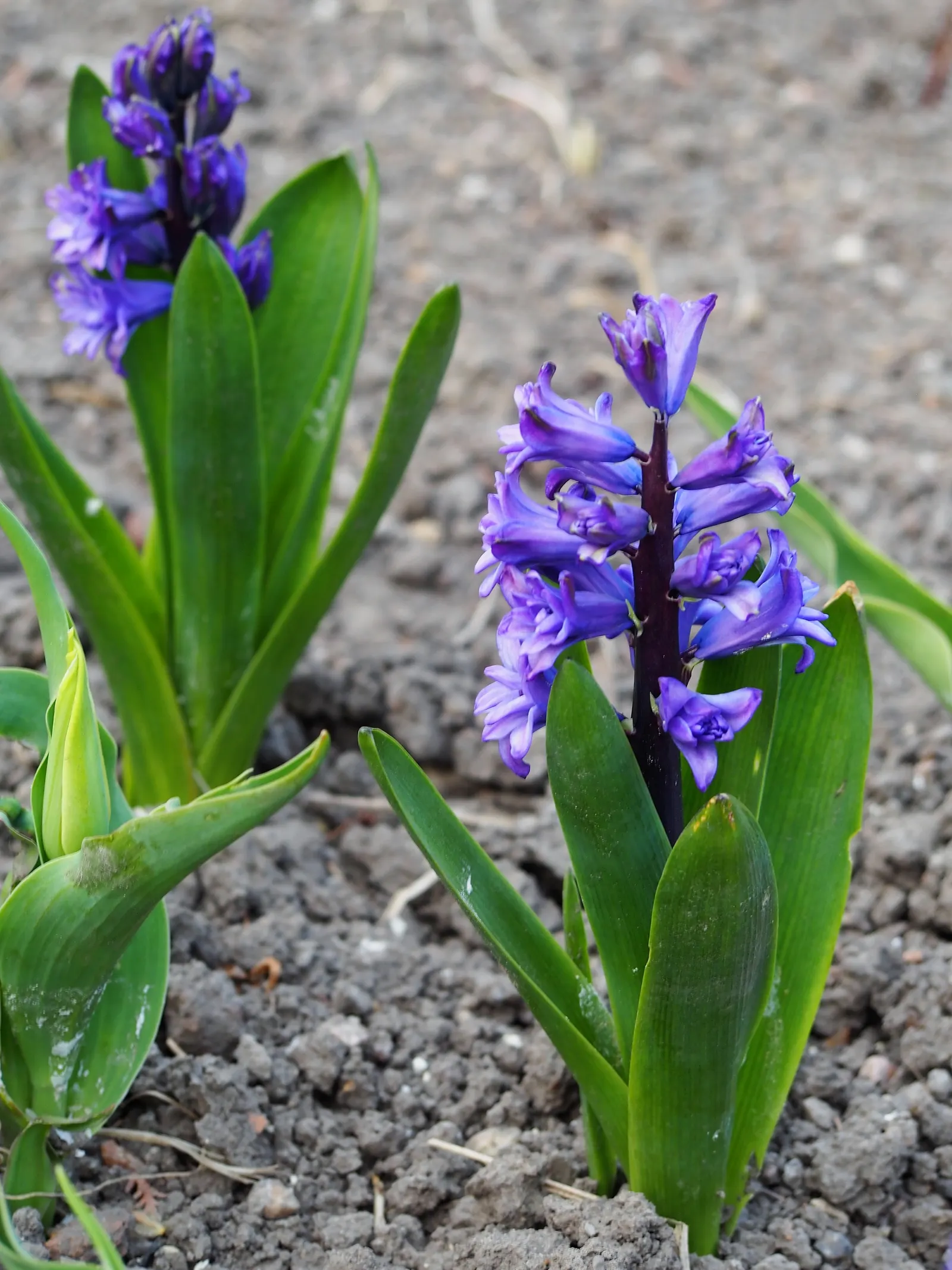 Garden Or Common Hyacinth (Hyacinthus Orientalis) — extending their enjoyment indoors; annual / bulb with blue and pink and red and yellow blooms, image 89