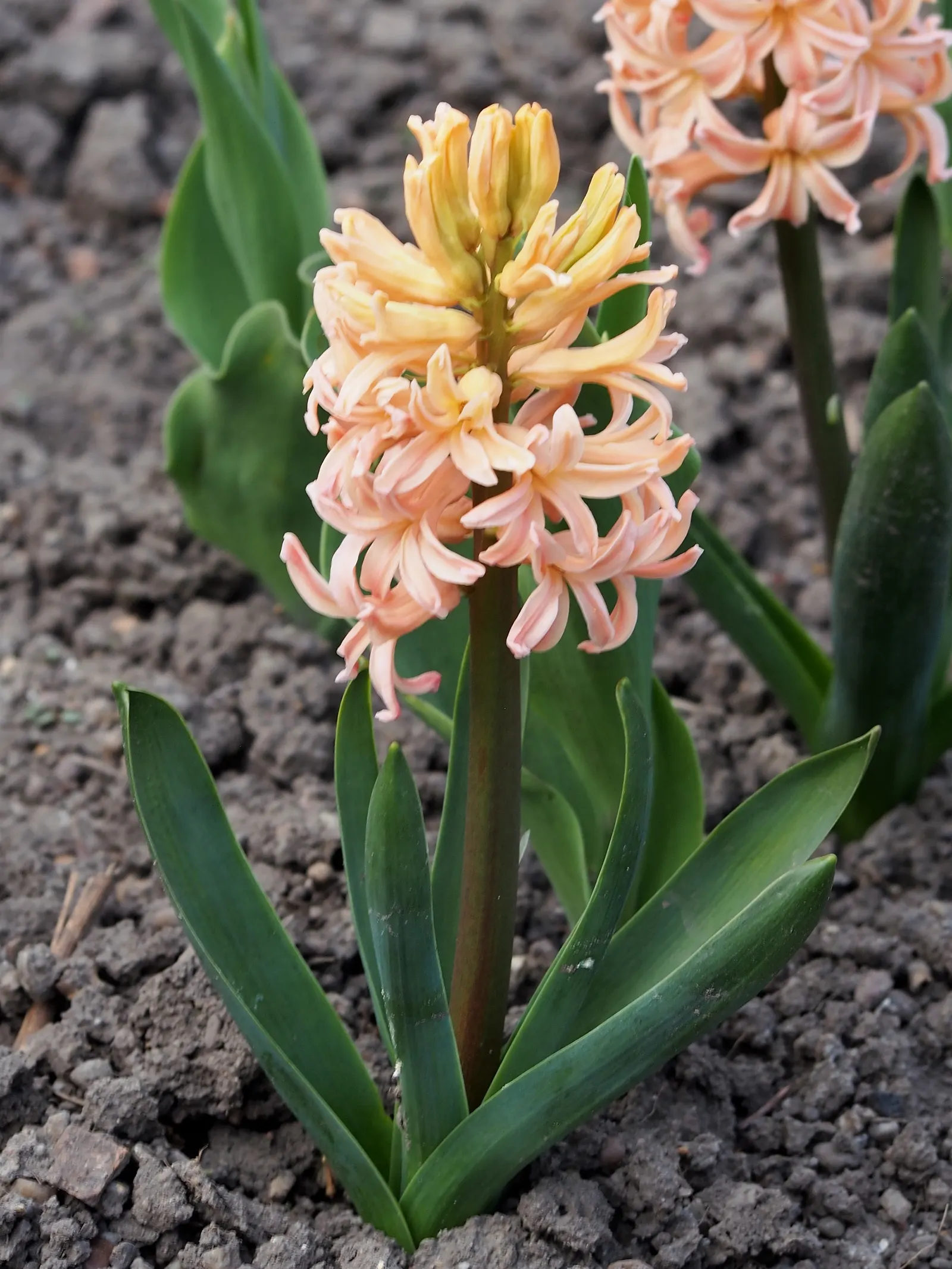 Garden Or Common Hyacinth (Hyacinthus Orientalis) — With a bloom period spanning 2 to 3 weeks; the Garden Hyacinth (Hyacinthus orientalis) offers vibrant