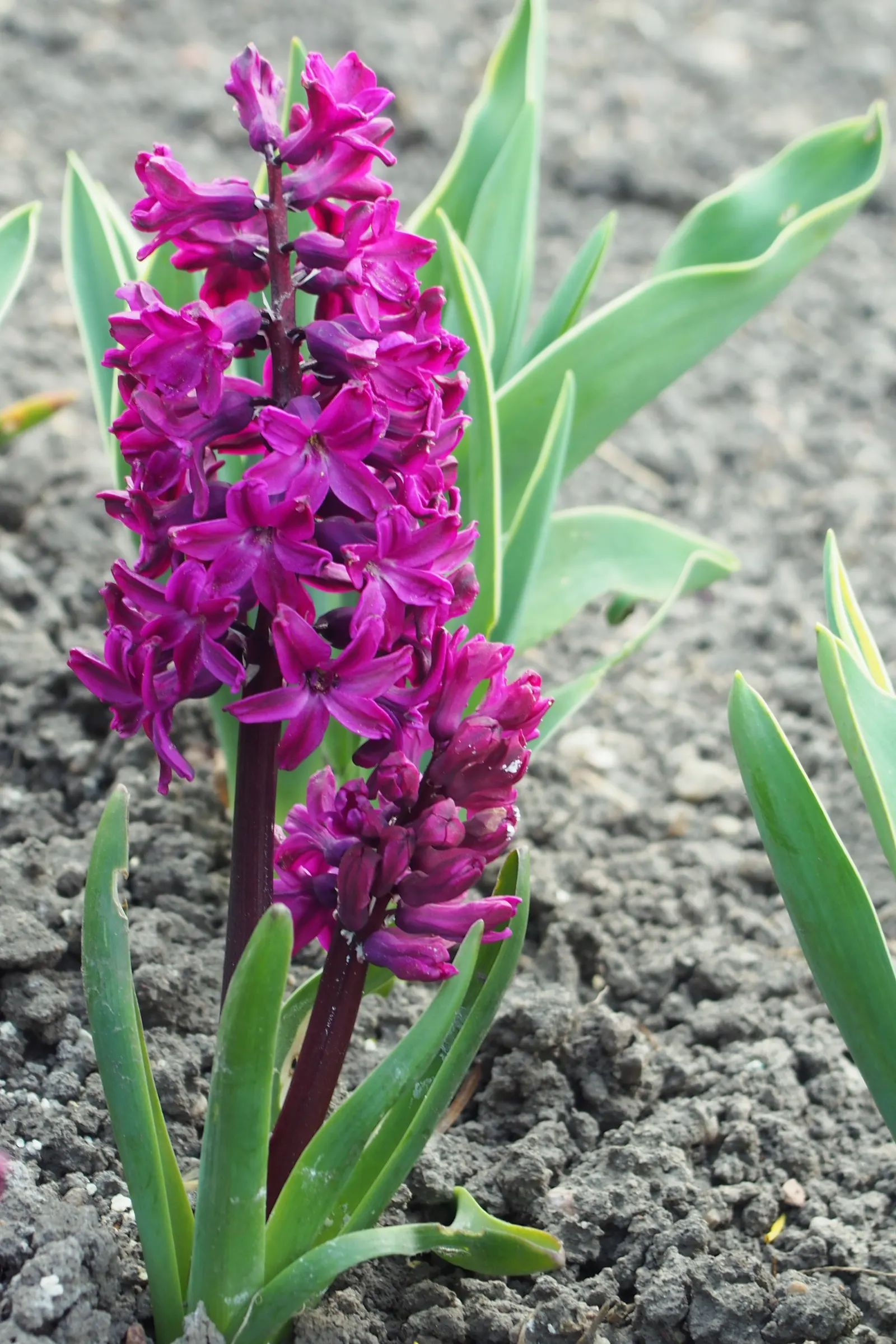 Garden Or Common Hyacinth (Hyacinthus Orientalis) — and their cut flowers are superb for arrangements; sometimes reaching up to a width of 1 inch, image 88