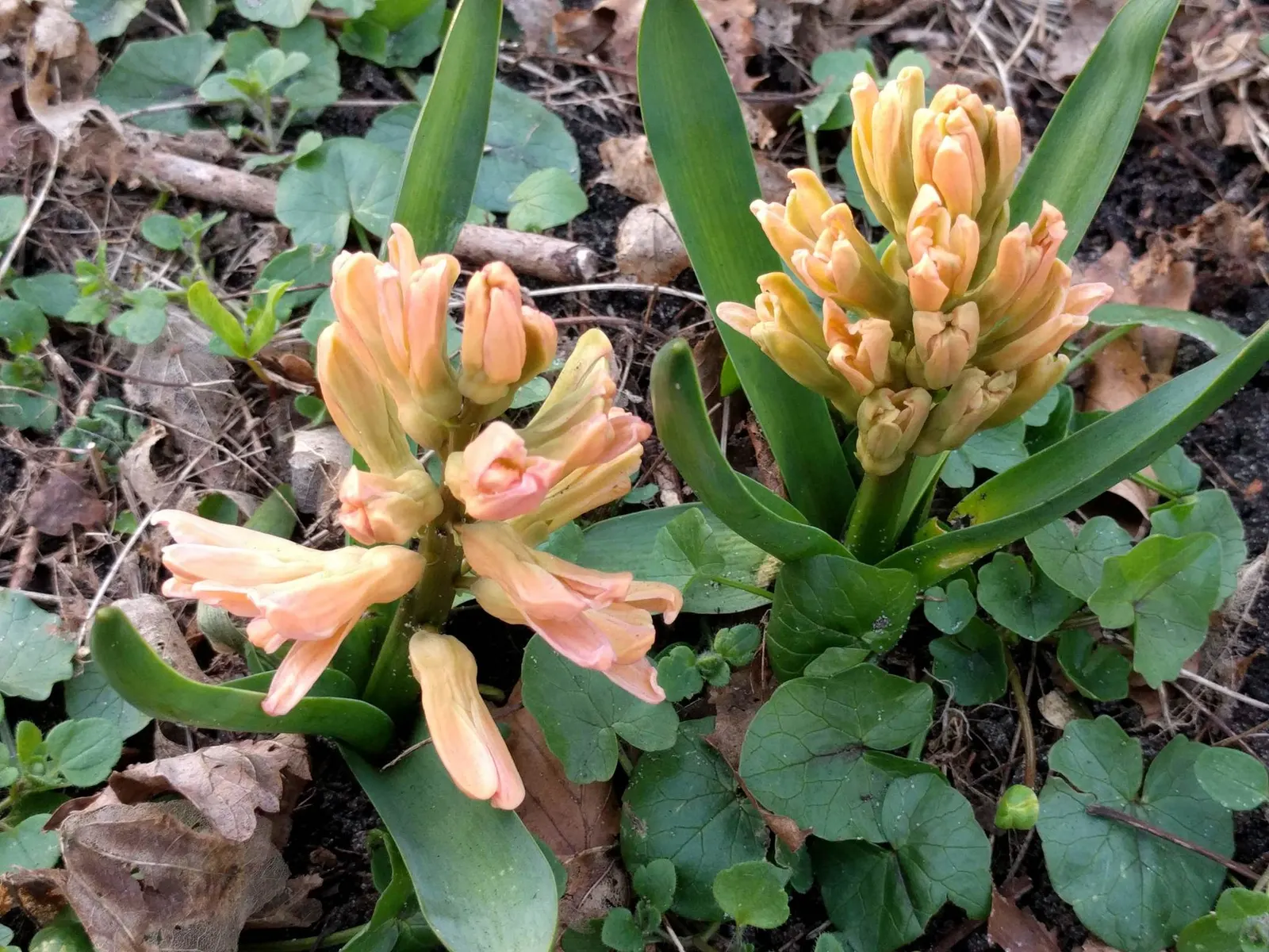 Garden Or Common Hyacinth (Hyacinthus Orientalis) — Thriving in USDA zones 4-8, it reaches 8-12 inches in height, preferring full sun to partial, image 71