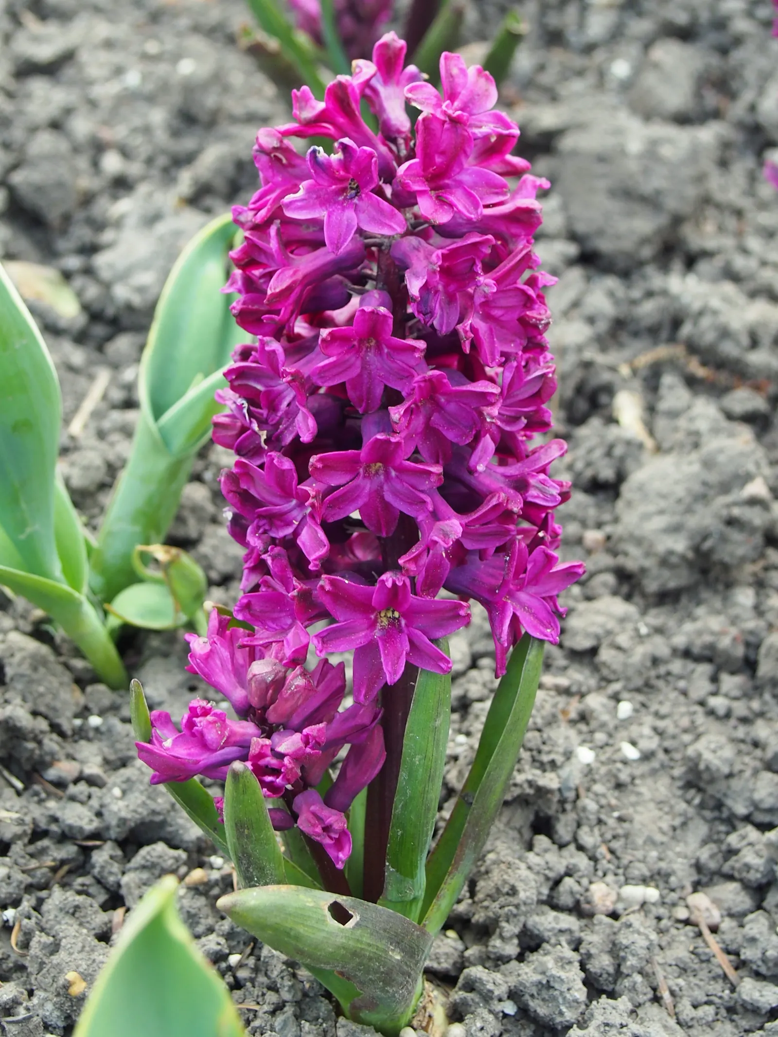 Garden Or Common Hyacinth (Hyacinthus Orientalis) — these perennials are a cornerstone of early spring gardens; the hyacinth proudly presents dense, image 87