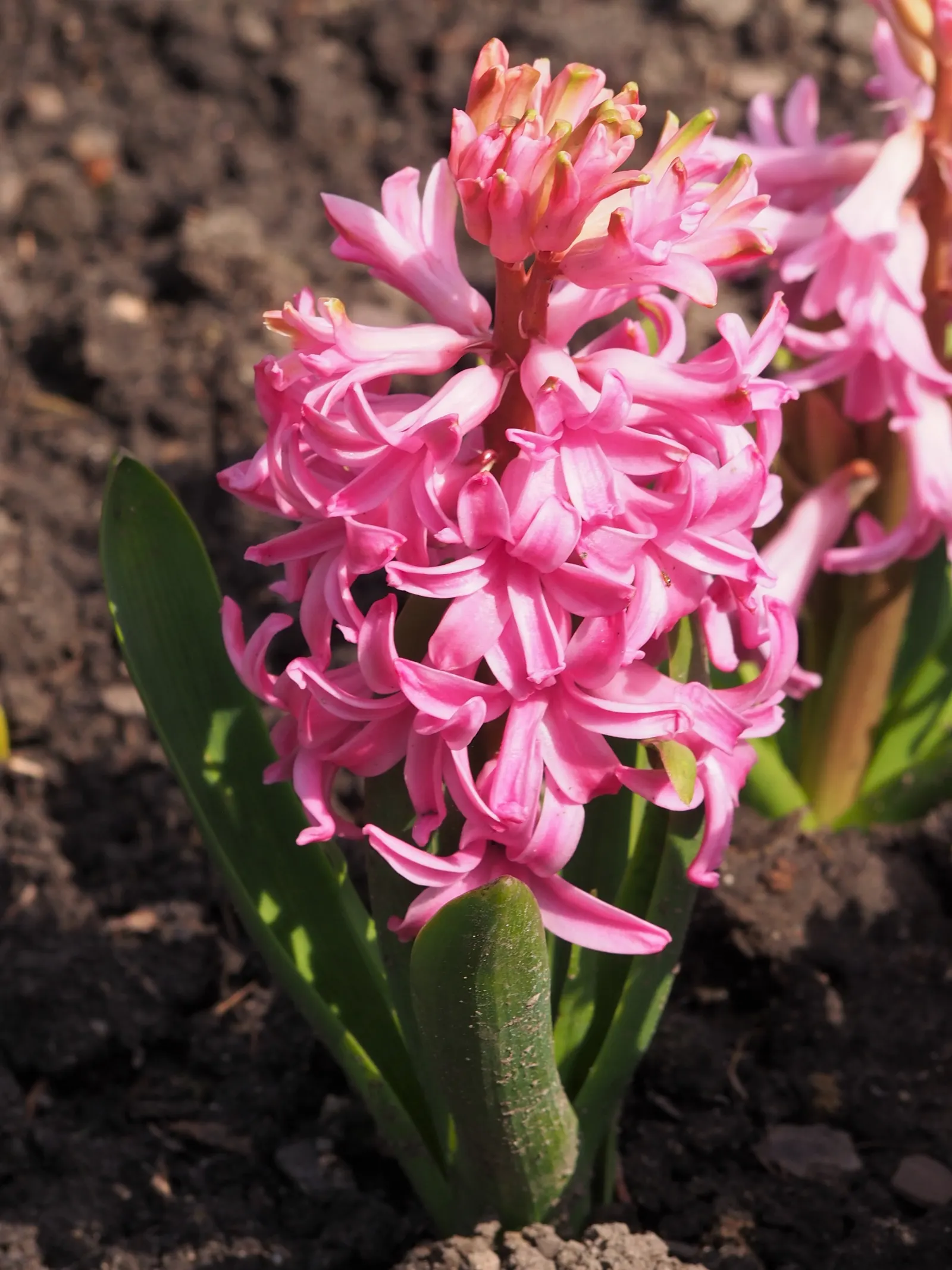 Garden Or Common Hyacinth (Hyacinthus Orientalis) — the hyacinth proudly presents dense spikes adorned with tubular; typically reaching heights of 8 to 12