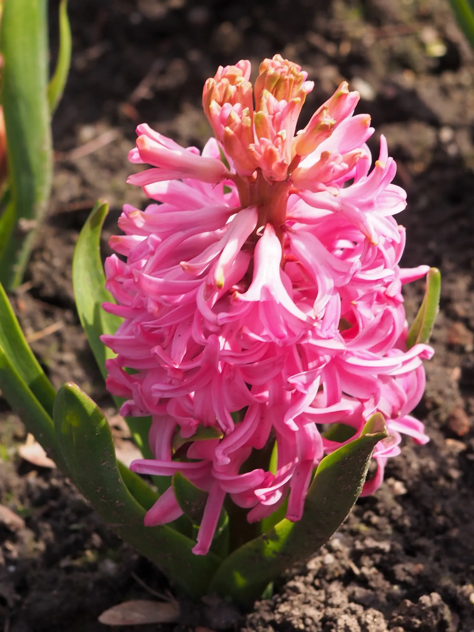 Garden Or Common Hyacinth (Hyacinthus Orientalis) — Typically reaching heights of 8 to 12 inches; annual / bulb for full, image 99
