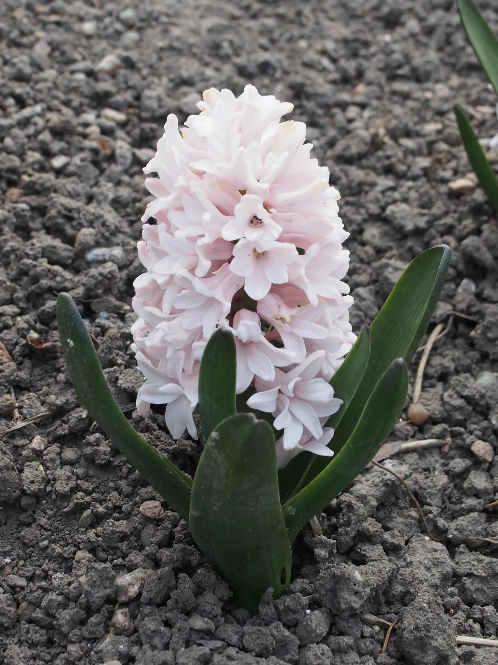 Garden Or Common Hyacinth (Hyacinthus Orientalis) — the hyacinth proudly presents dense spikes adorned with tubular; typically reaching heights of, image 100