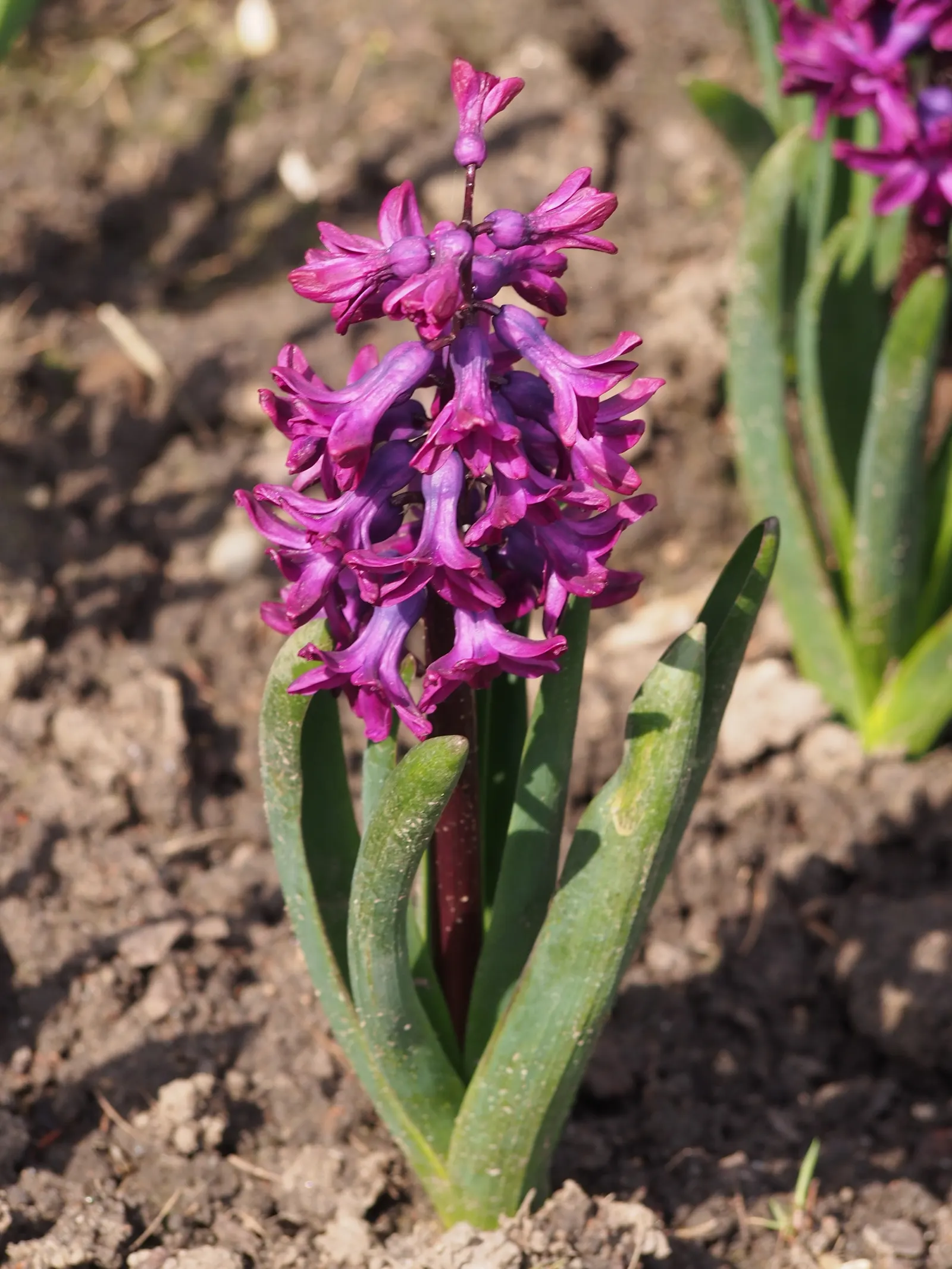 Garden Or Common Hyacinth (Hyacinthus Orientalis) — offering a palette that includes rich blues