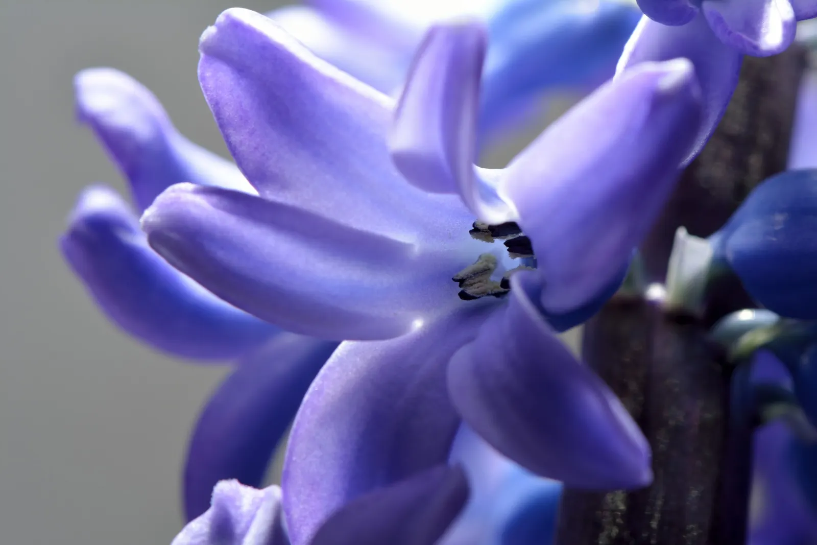 Garden Or Common Hyacinth (Hyacinthus Orientalis) — Thriving in USDA zones 4-8, it reaches 8-12 inches in height, preferring full sun to partial, image 94
