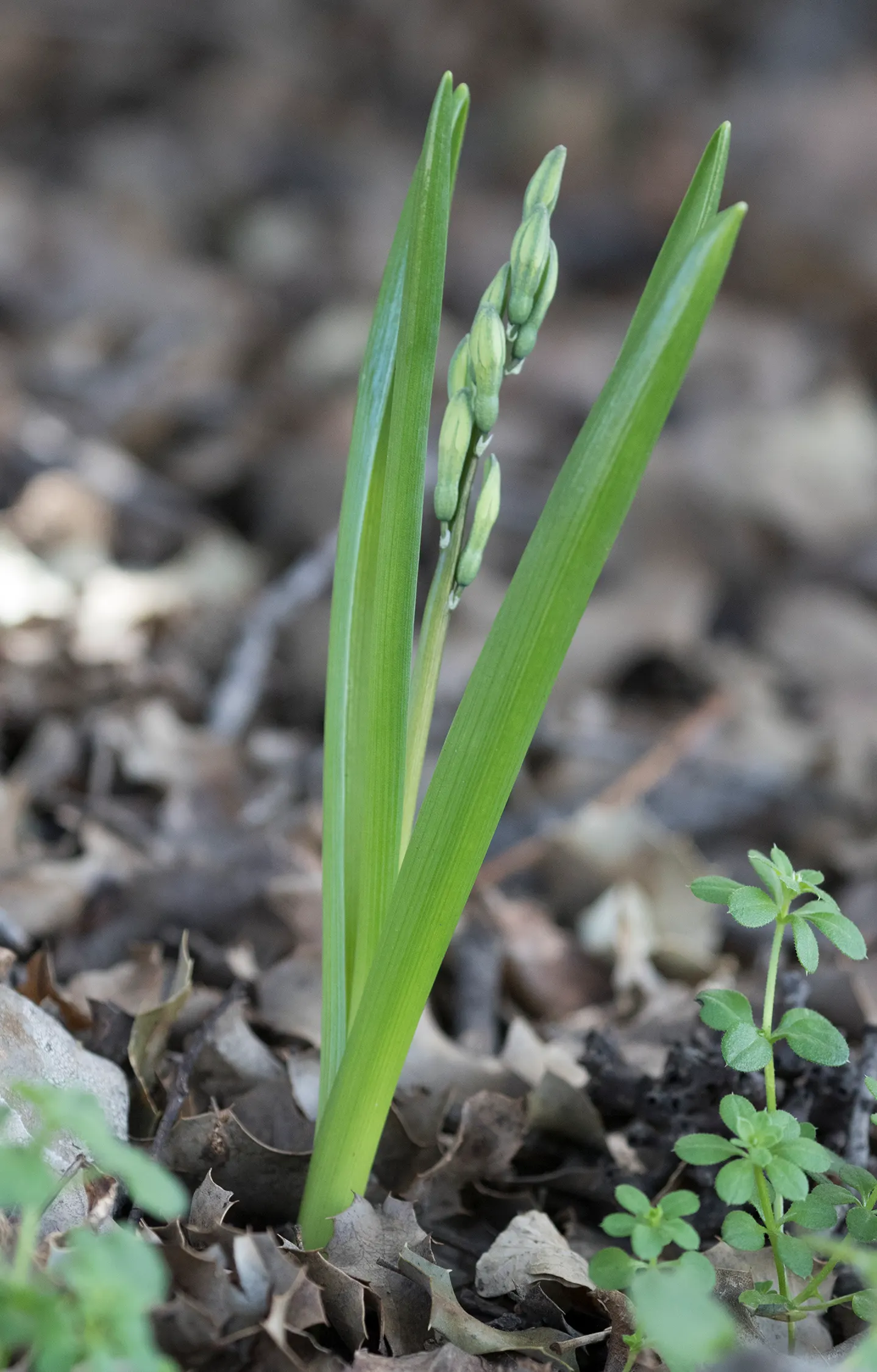 Garden Or Common Hyacinth (Hyacinthus Orientalis) — and their cut flowers are superb for arrangements; sometimes reaching up to a width of 1 inch, image 65