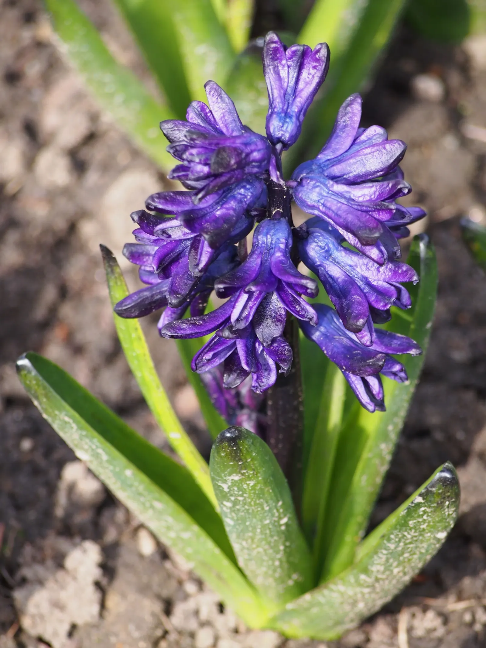 Garden Or Common Hyacinth (Hyacinthus Orientalis) — Plant bulbs 4-6 inches deep and 6 inches apart in well-drained soil for optimal growth; these, image 49