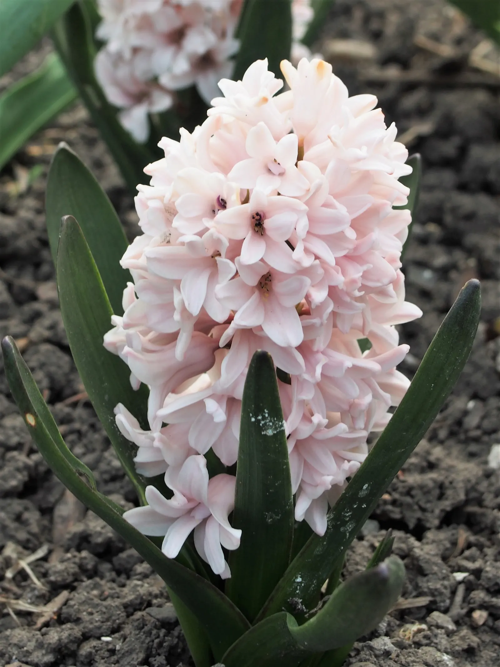Garden Or Common Hyacinth (Hyacinthus Orientalis) — annual / bulb for full; extending their enjoyment indoors