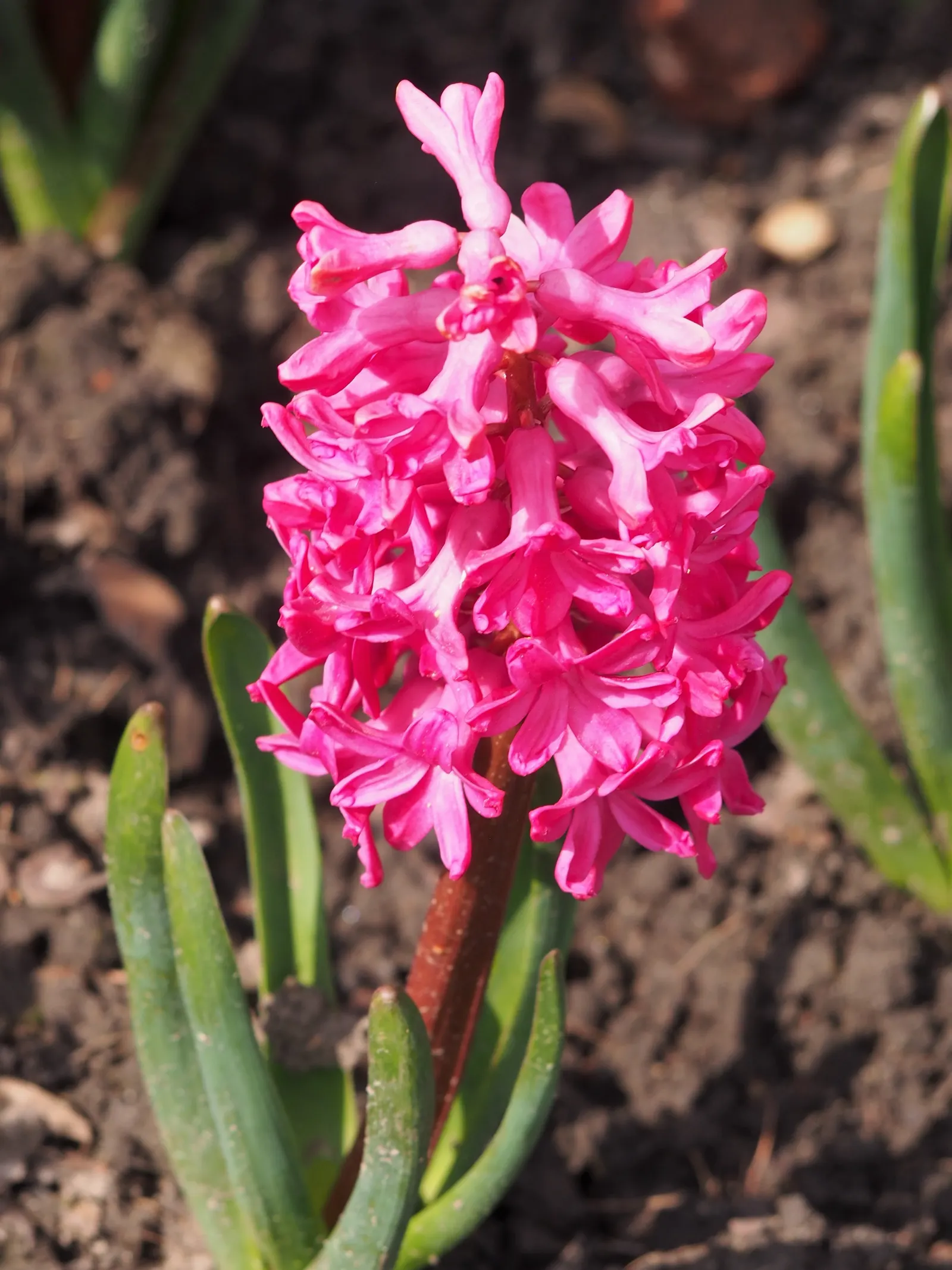 Garden Or Common Hyacinth (Hyacinthus Orientalis) — creates a fresh green backdrop that accentuates their conical flower clusters; with a bloom period spanning