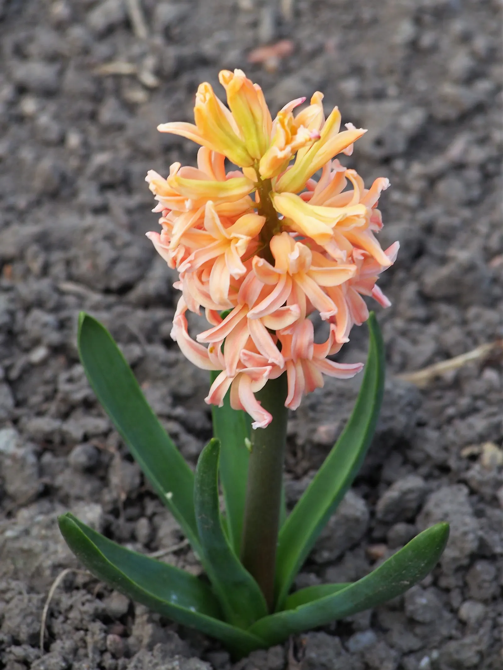 Garden Or Common Hyacinth (Hyacinthus Orientalis) — blue and pink and red and yellow flowers in the garden; attracting bees and adding classic, image 67