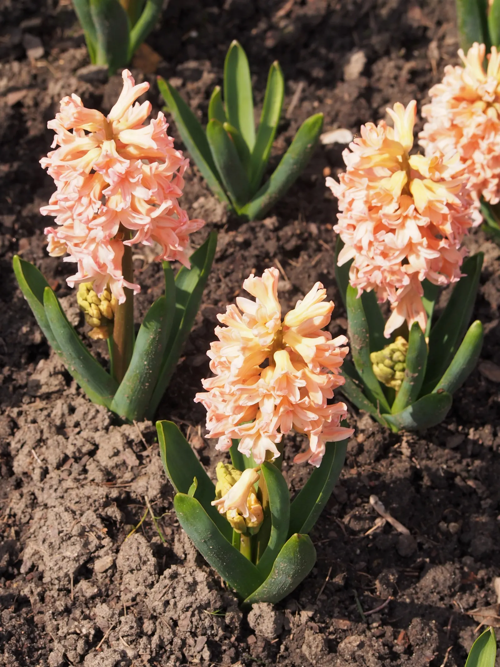 Garden Or Common Hyacinth (Hyacinthus Orientalis) — They require well-drained, moderately fertile soil with a preference for full sun to partial, image 59