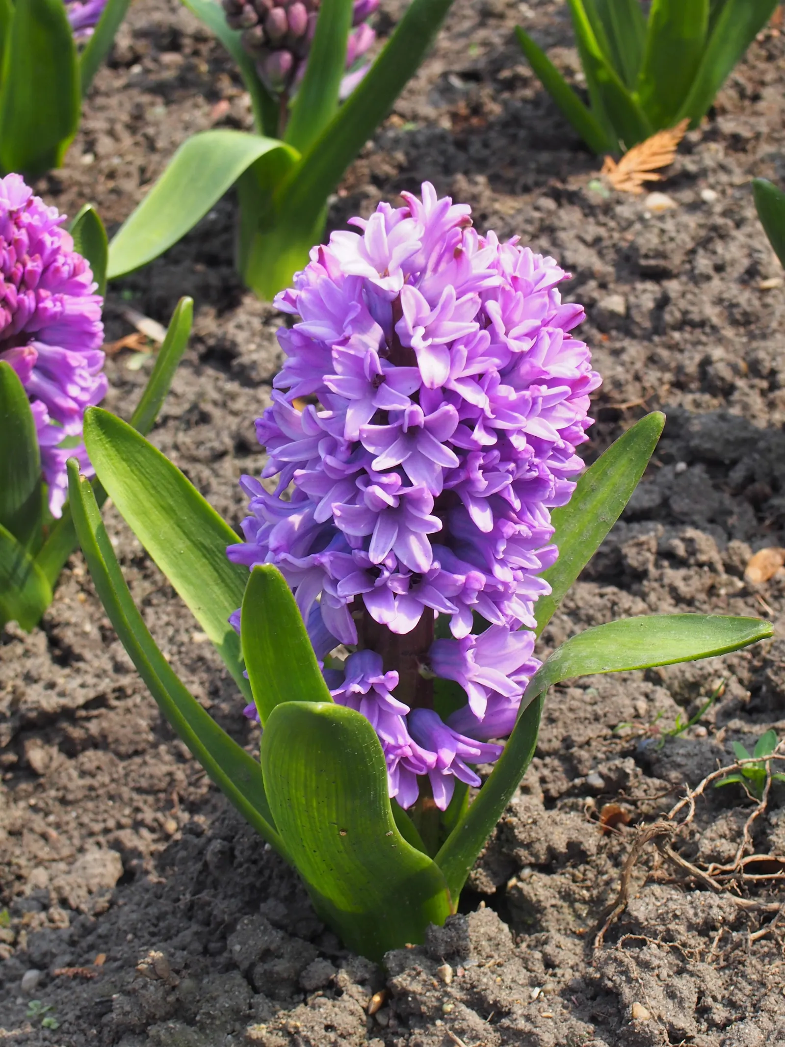 Garden Or Common Hyacinth (Hyacinthus Orientalis) — attracting bees and adding classic charm to any garden setting; creates a fresh green backdrop, image 75