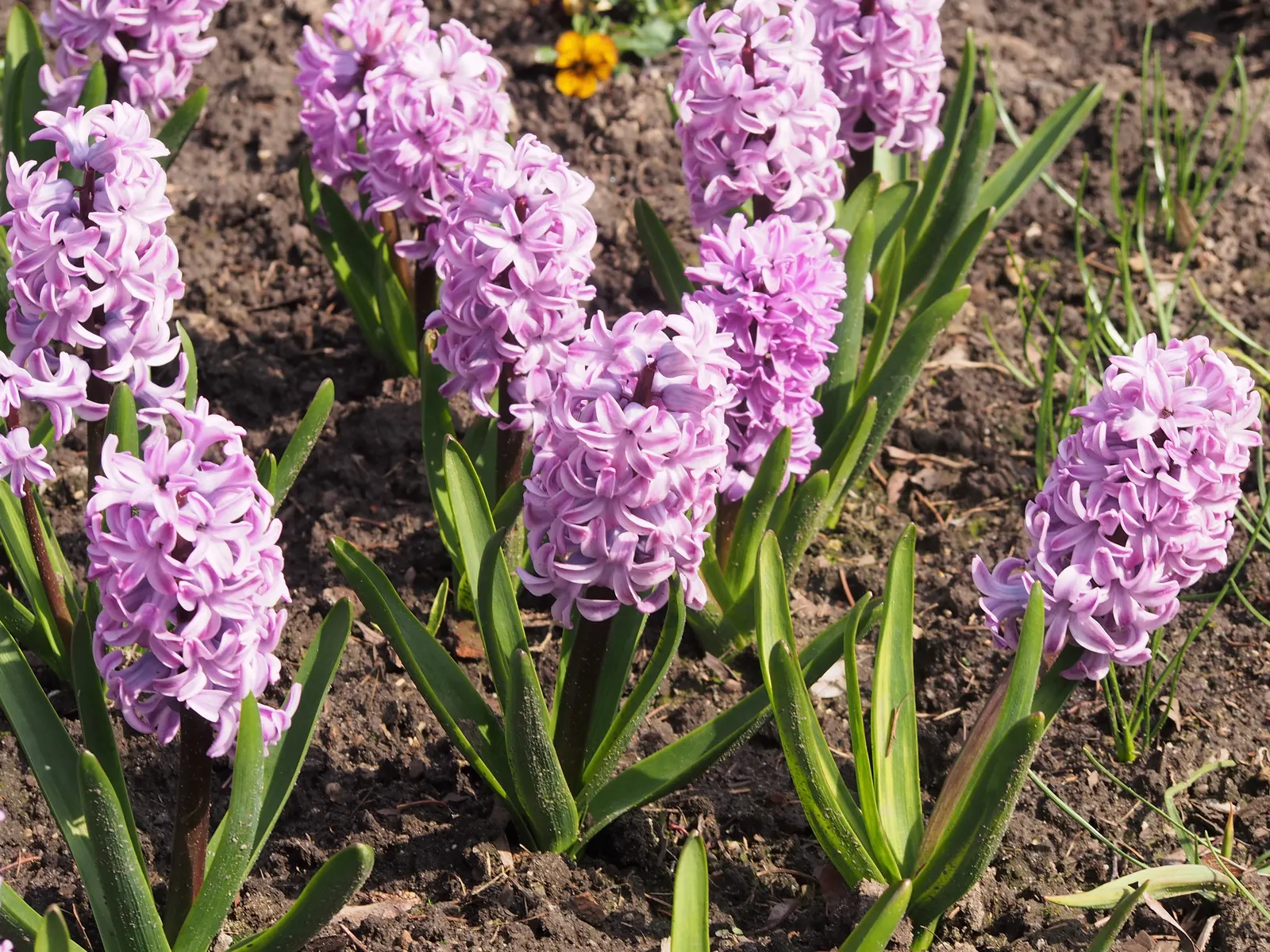 Garden Or Common Hyacinth (Hyacinthus Orientalis) — Plant bulbs 4-6 inches deep and 6 inches apart in well-drained soil for optimal growth; these, image 95