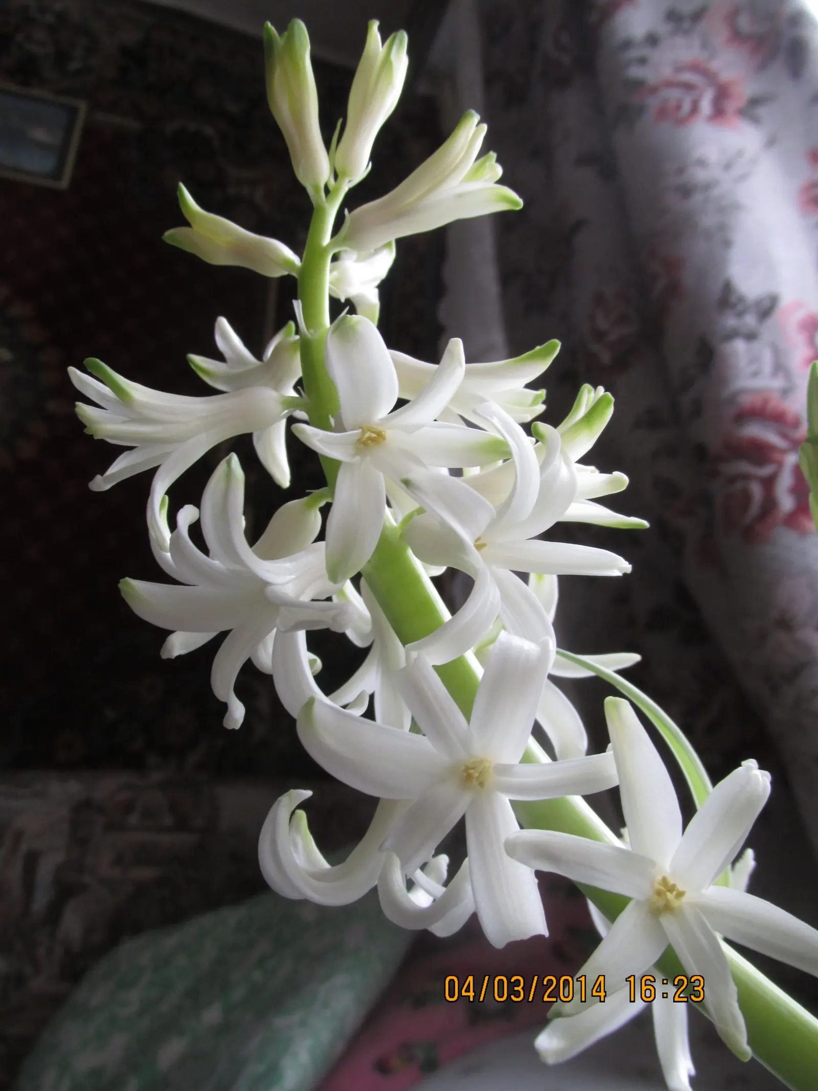 Garden Or Common Hyacinth (Hyacinthus Orientalis) — Thriving in USDA zones 4-8, it reaches 8-12 inches in height, preferring full sun to partial, image 48