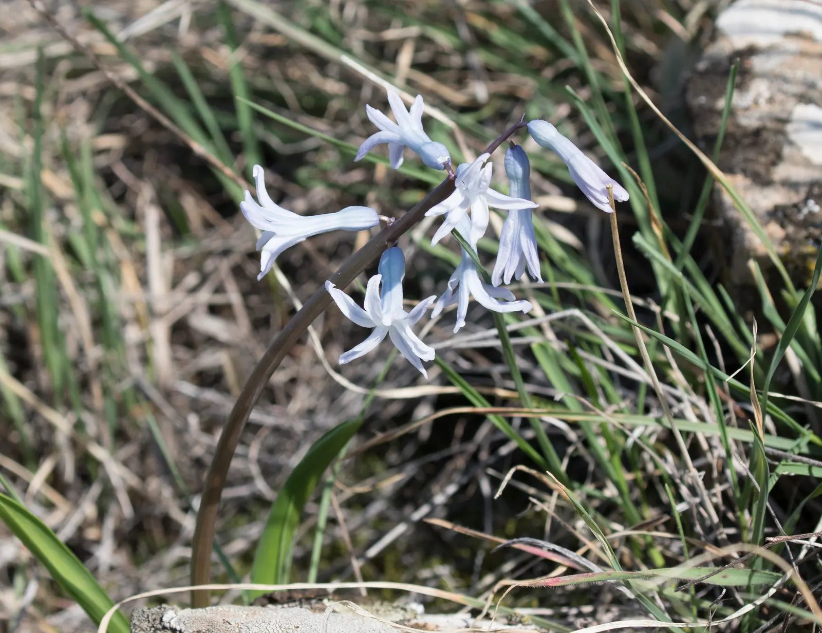 Garden Or Common Hyacinth (Hyacinthus Orientalis) — these perennials are a cornerstone of early spring gardens; the hyacinth proudly presents dense, image 64