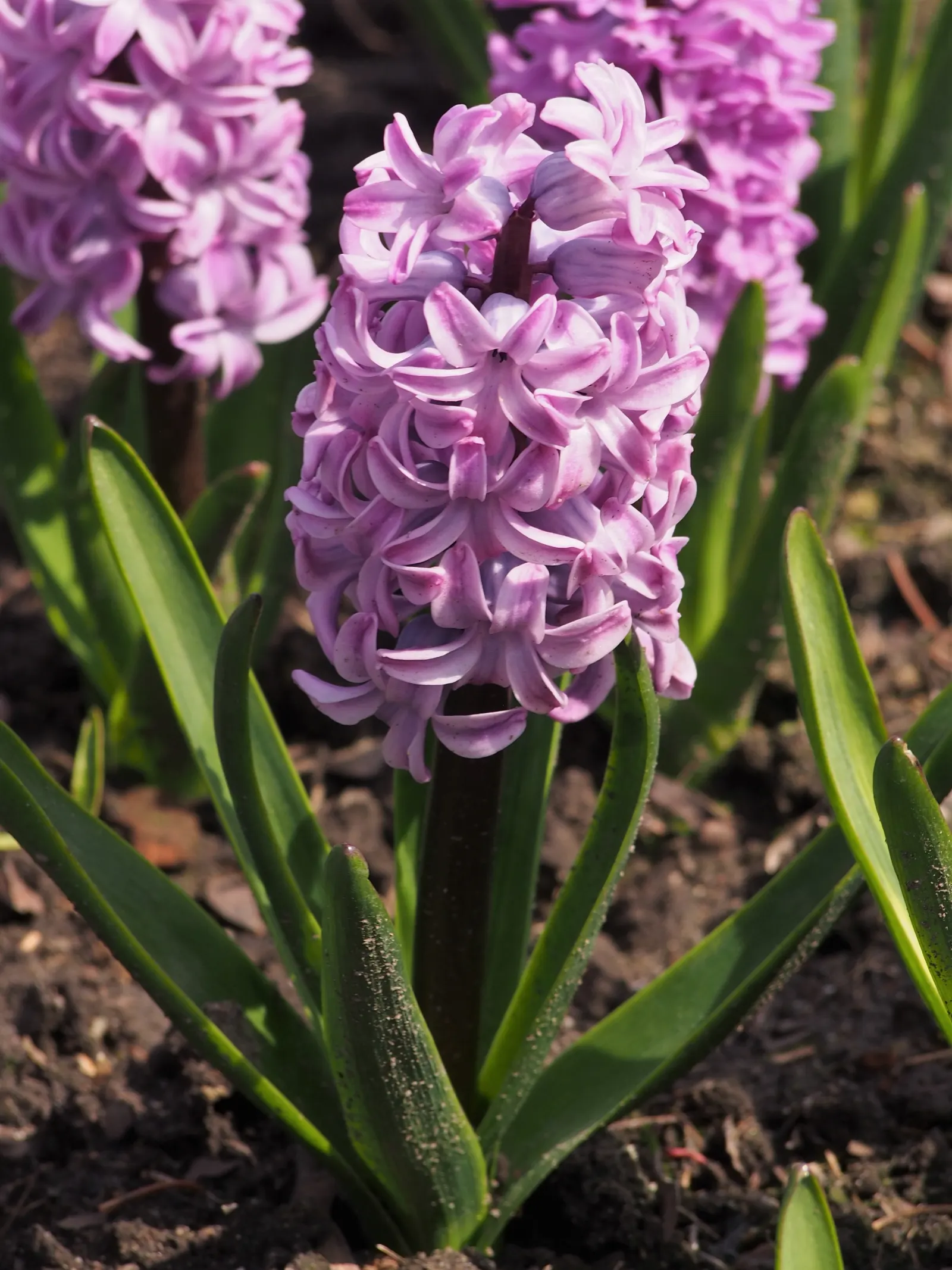 Garden Or Common Hyacinth (Hyacinthus Orientalis) — annual / bulb for full; extending their enjoyment indoors, image 92