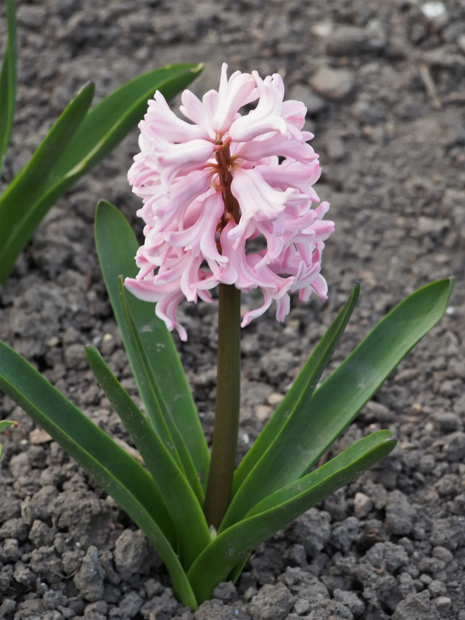 Garden Or Common Hyacinth (Hyacinthus Orientalis) — its dense flower spikes come in shades of purple; these blossoms range in color, image 74