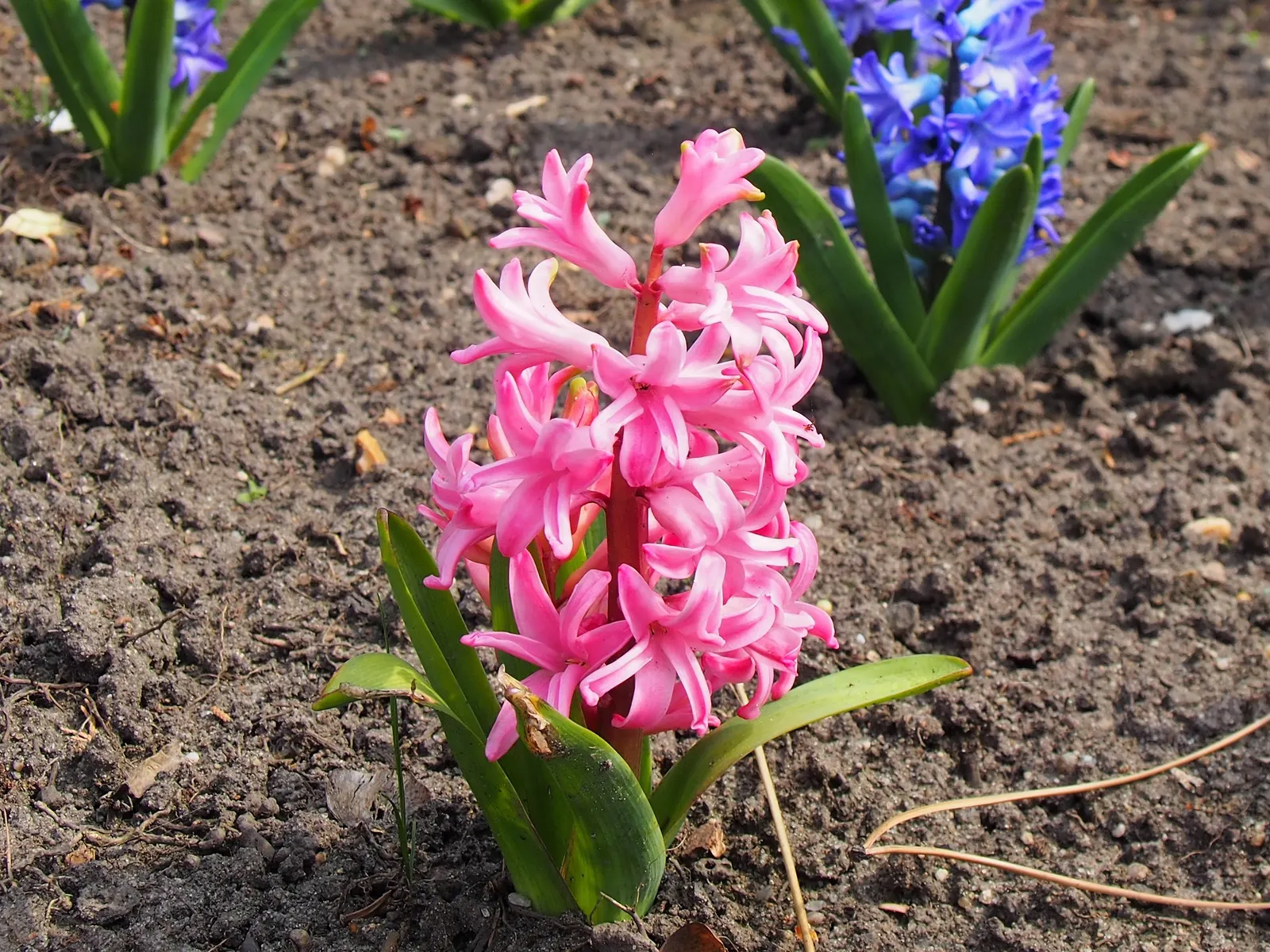 Garden Or Common Hyacinth (Hyacinthus Orientalis) — attracting bees and adding classic charm to any garden setting