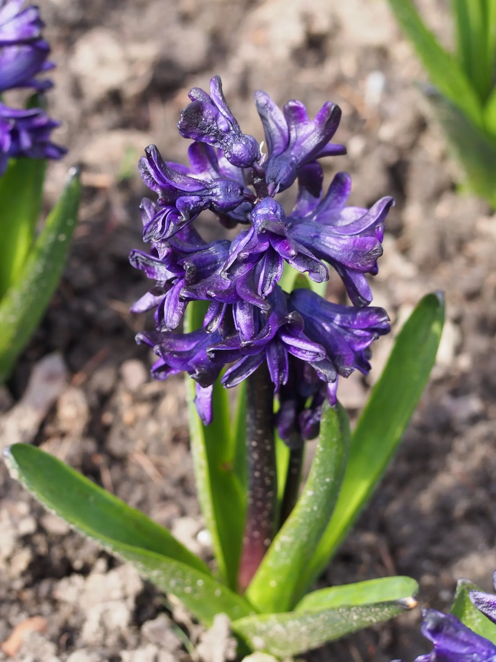 Garden Or Common Hyacinth (Hyacinthus Orientalis) — The Garden Hyacinth (Hyacinthus orientalis) offers vibrant, fragrant blooms in early spring
