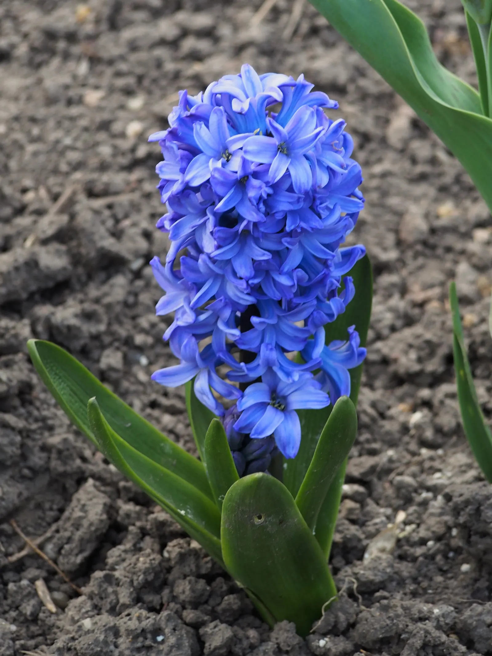 Garden Or Common Hyacinth (Hyacinthus Orientalis) — blue and pink and red and yellow flowers in the garden