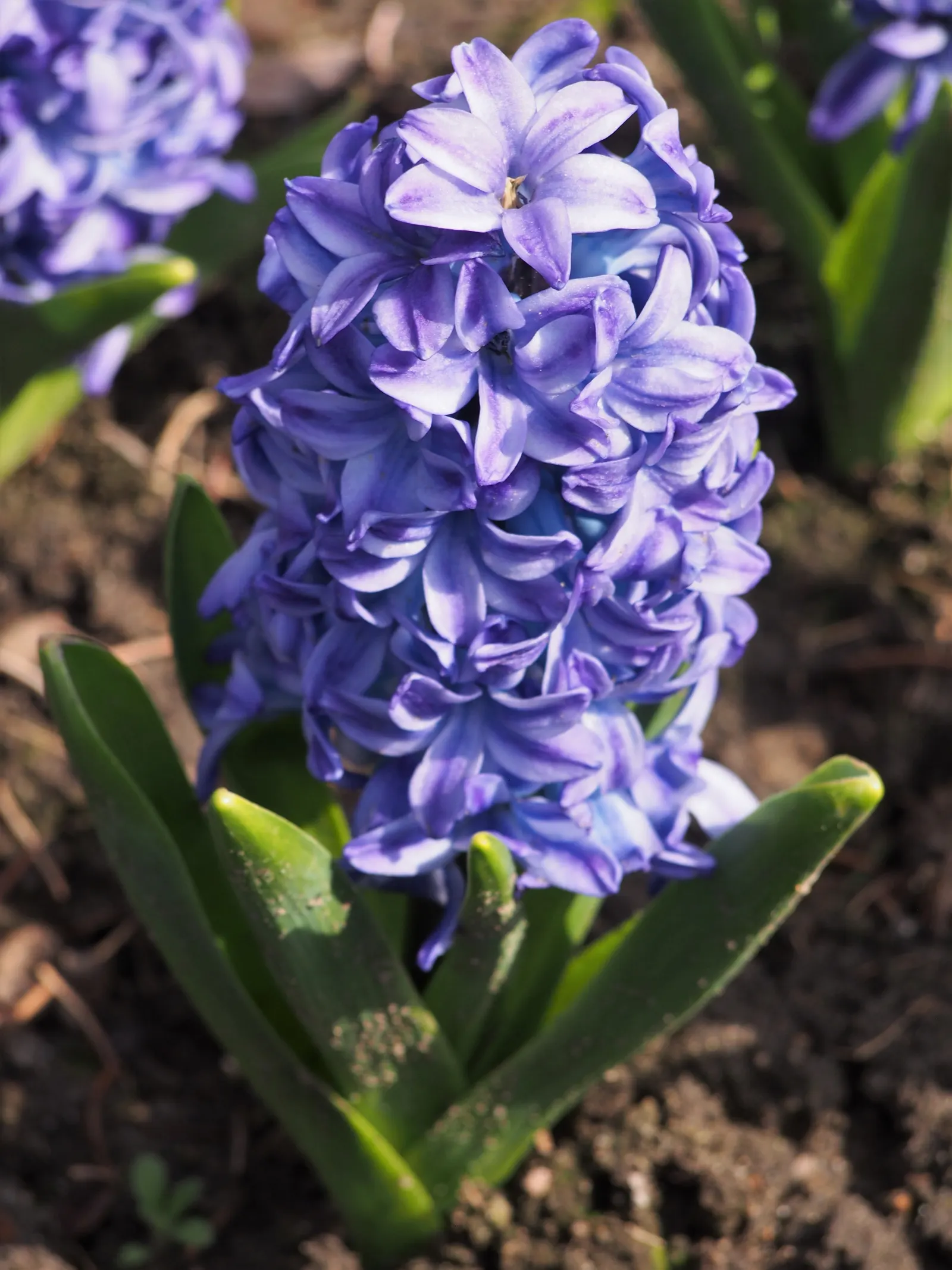 Garden Or Common Hyacinth (Hyacinthus Orientalis) — The Garden Hyacinth (Hyacinthus orientalis) offers vibrant, fragrant blooms in early spring; ideal for