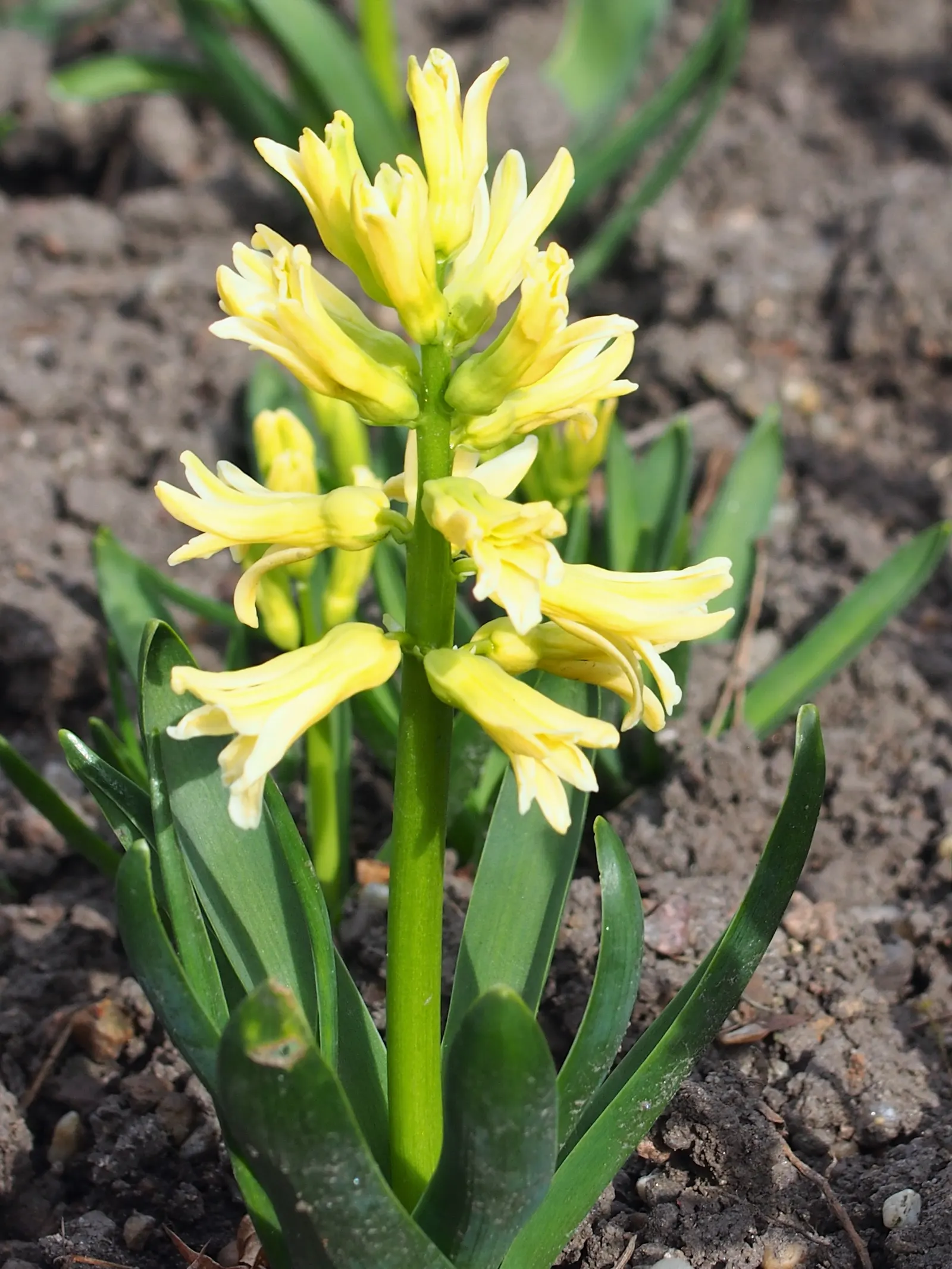 Garden Or Common Hyacinth (Hyacinthus Orientalis) — Ideal for borders and container displays; thriving in USDA zones 4-8, it reaches 8-12 inches in, image 96