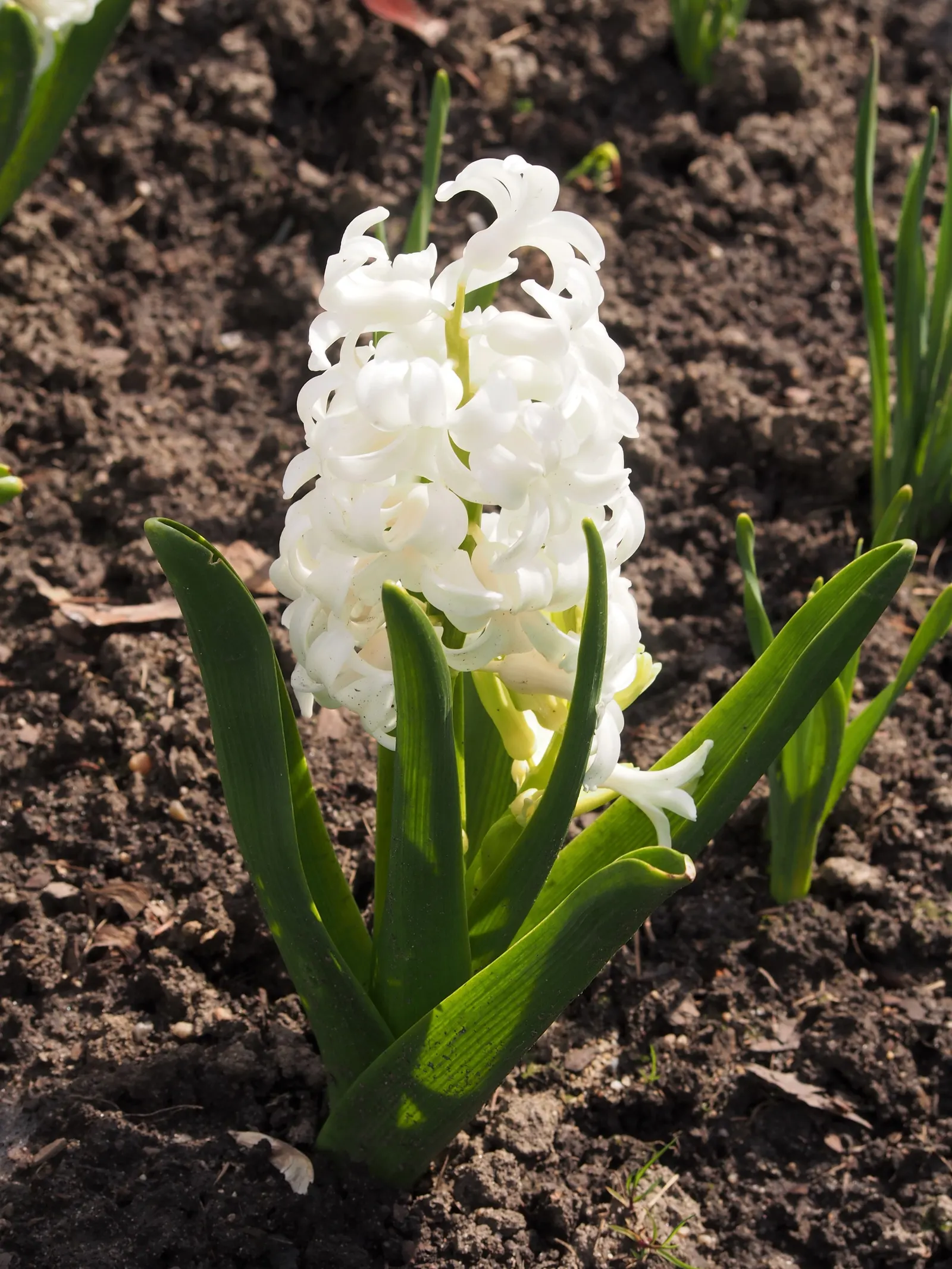 Garden Or Common Hyacinth (Hyacinthus Orientalis) — They require well-drained, moderately fertile soil with a preference for full sun to partial shade