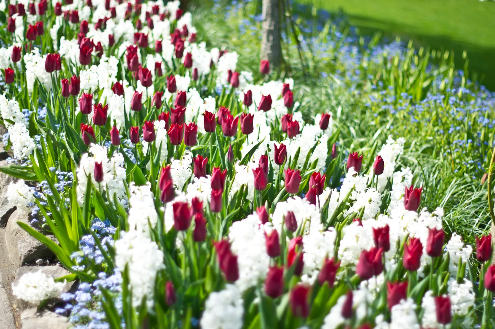 Garden Or Common Hyacinth (Hyacinthus Orientalis) — Ideal for borders and container displays; thriving in USDA zones 4-8, it reaches 8-12 inches in, image 50