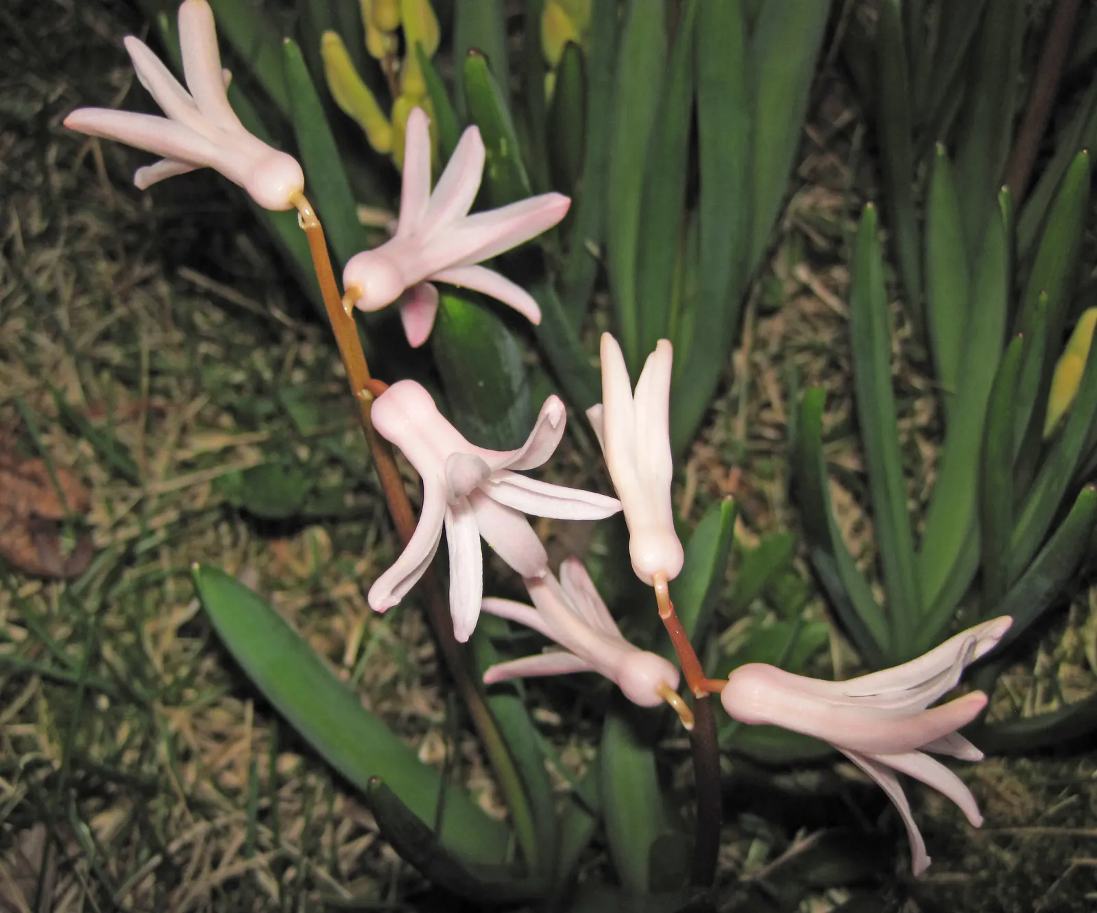 Garden Or Common Hyacinth (Hyacinthus Orientalis) — it's important to note that hyacinths perform best in USDA Hardiness Zones 4 through 8