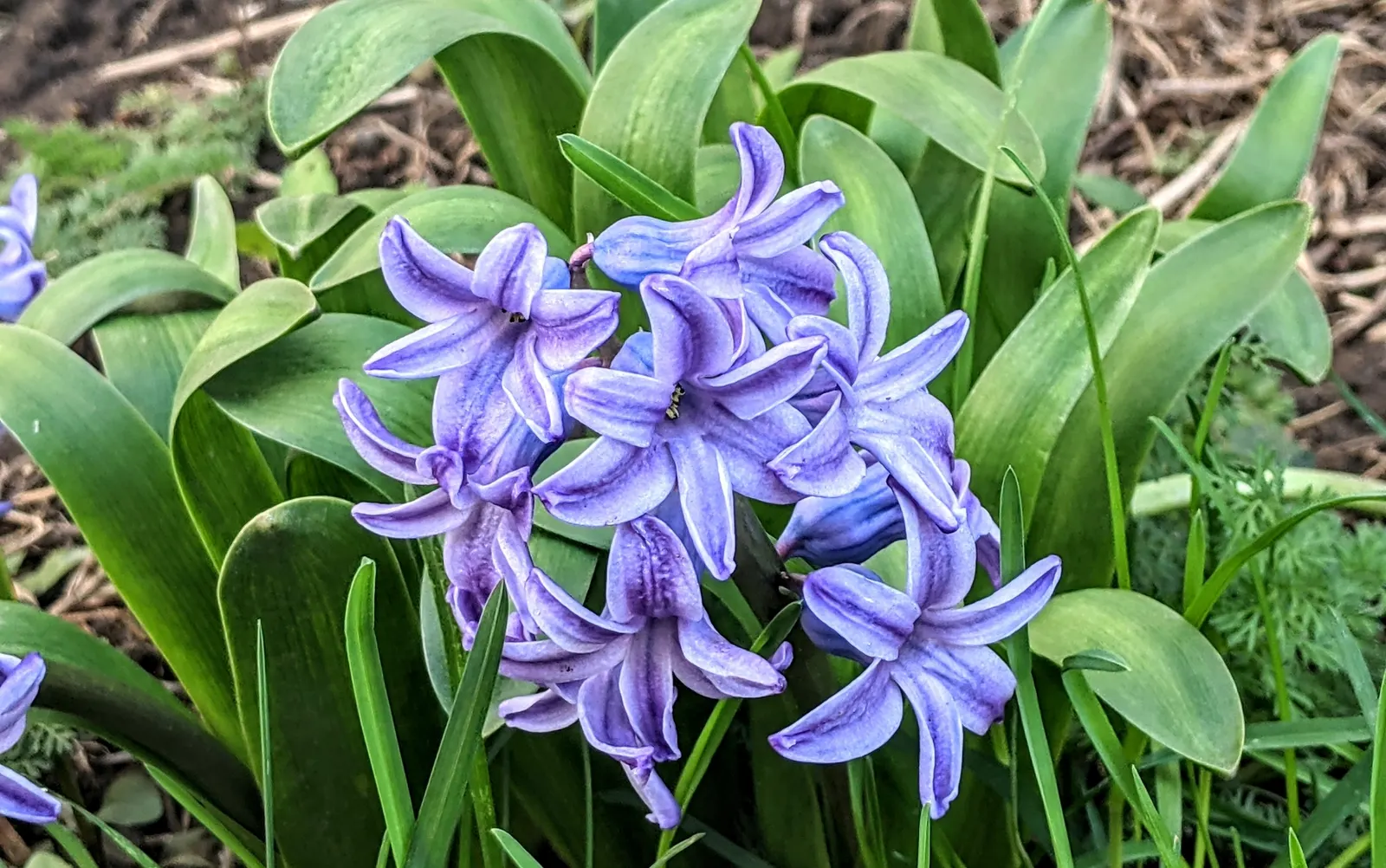 Garden Or Common Hyacinth (Hyacinthus Orientalis) — With a bloom period spanning 2 to 3 weeks
