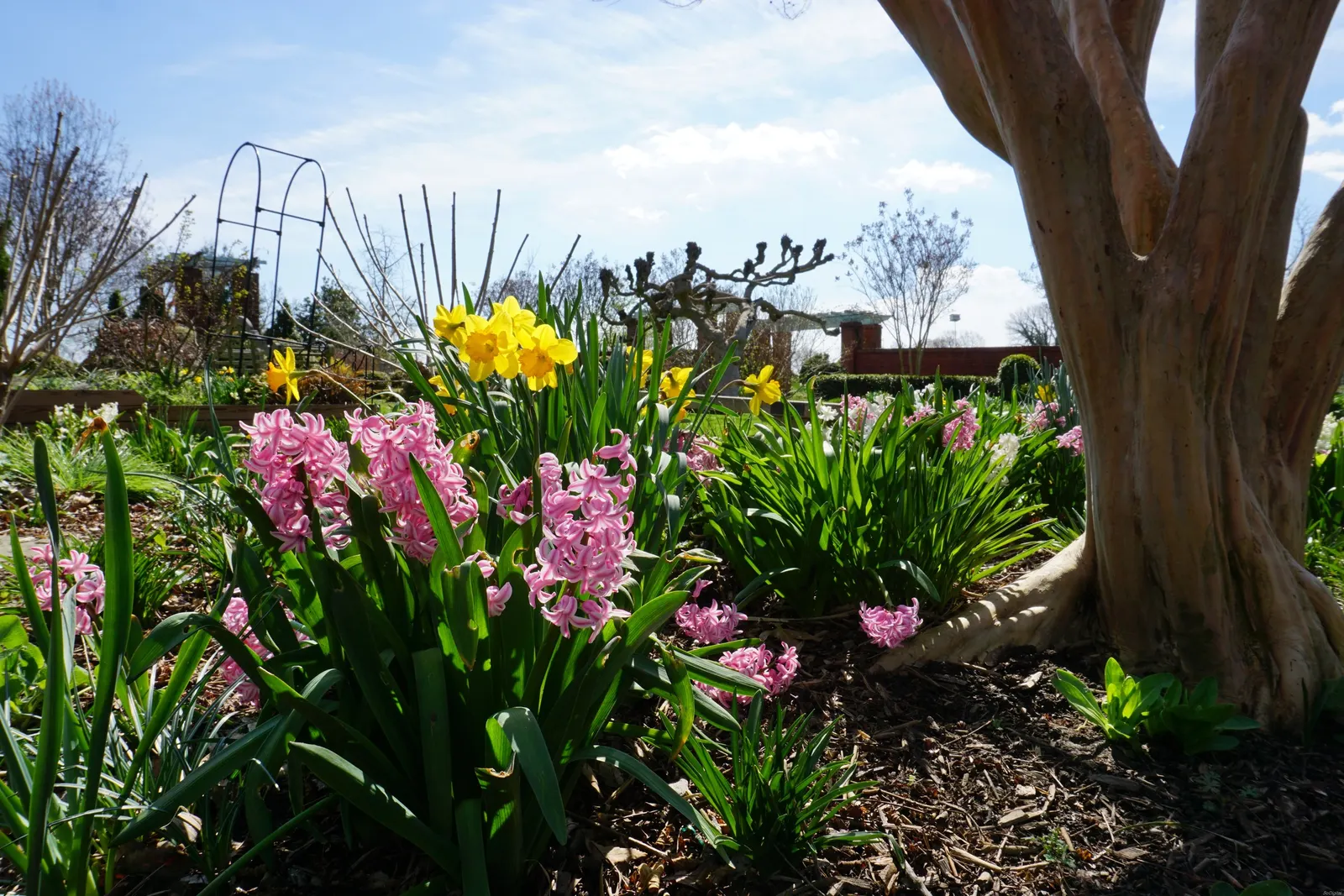Garden Or Common Hyacinth (Hyacinthus Orientalis) — offering a palette that includes rich blues; blue and pink and red and yellow flowers in the, image 102