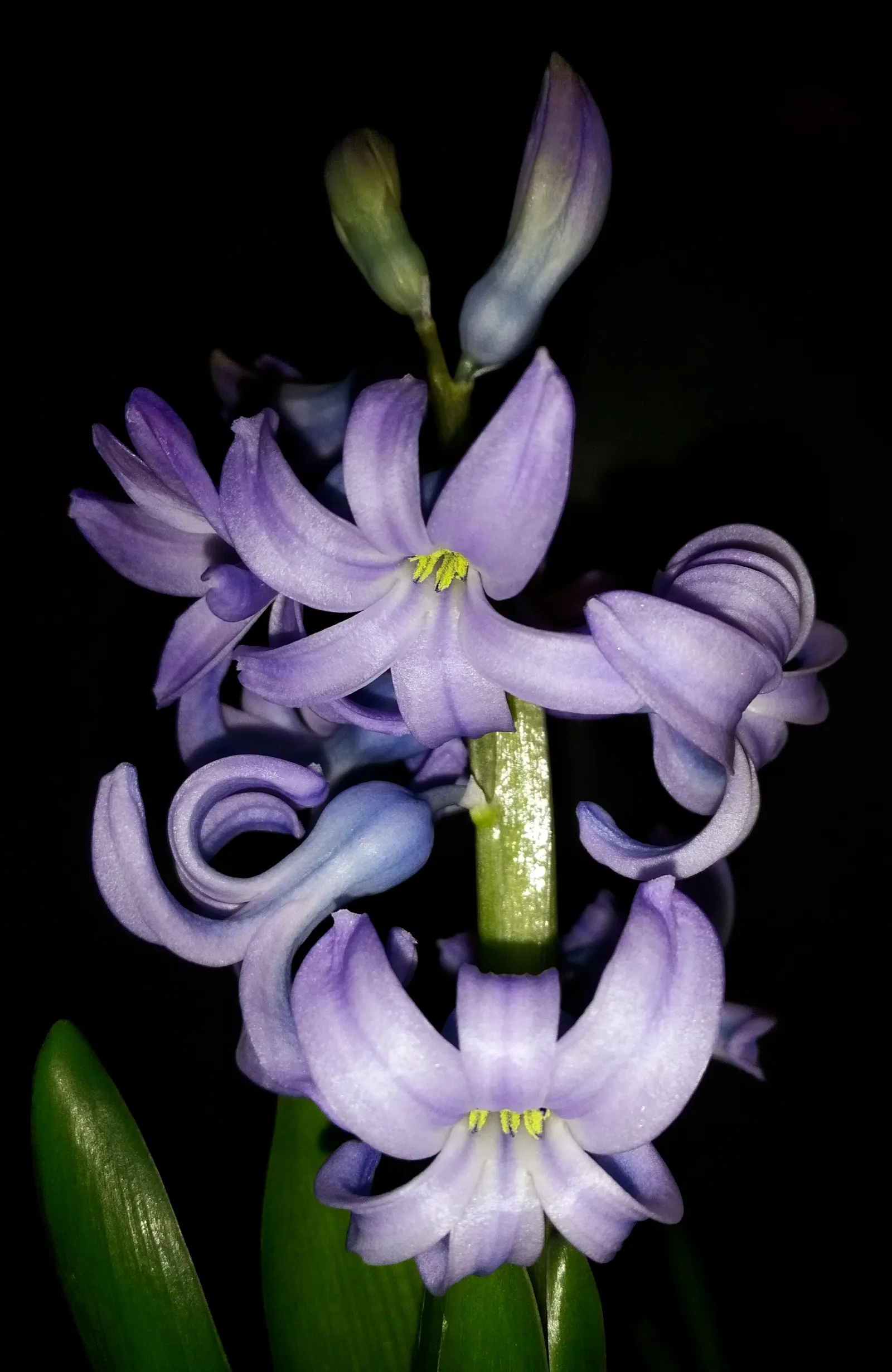 Garden Or Common Hyacinth (Hyacinthus Orientalis) — allowing for versatility in landscape color theming.<br><br>For the landscape designer; its, image 57