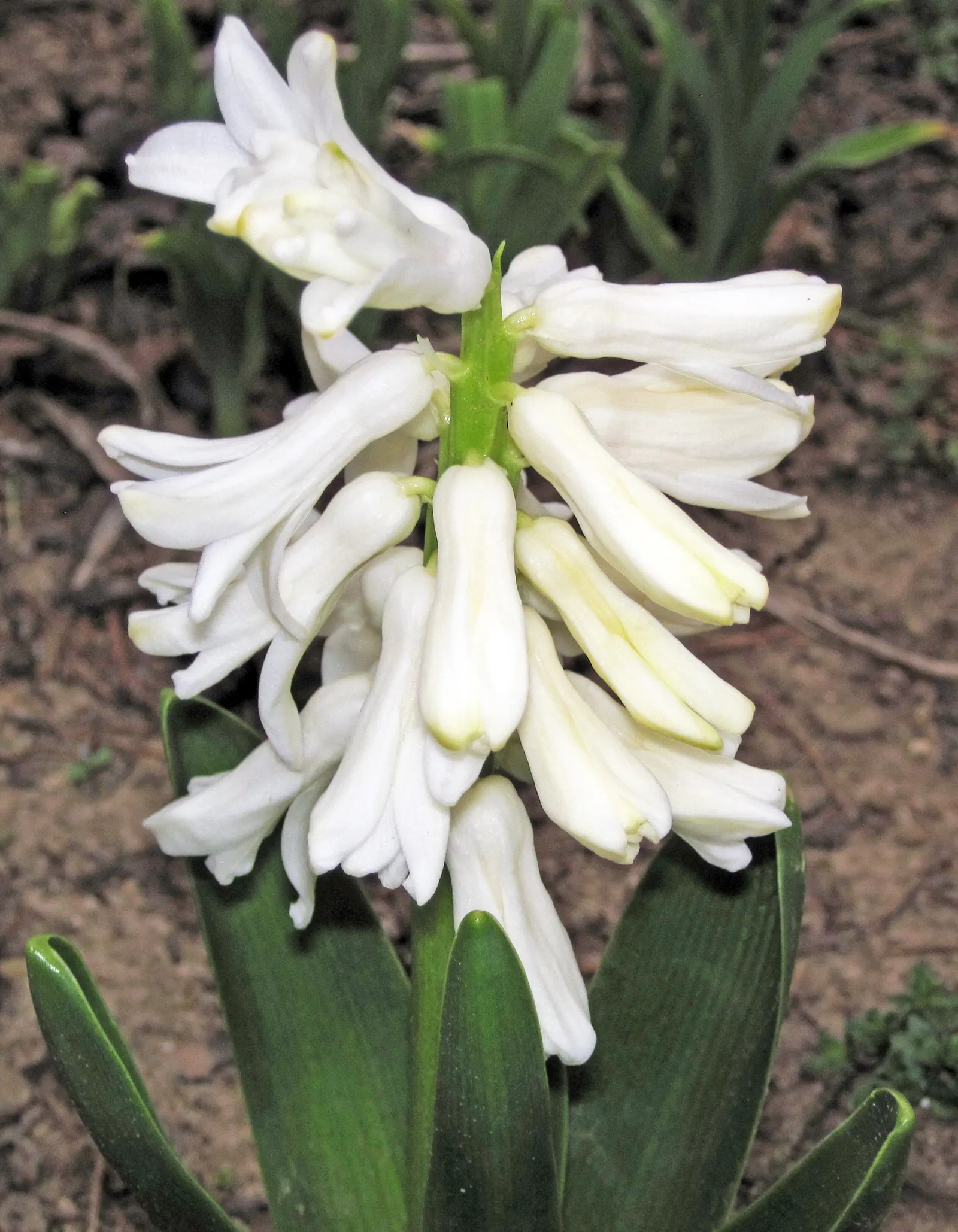 Garden Or Common Hyacinth (Hyacinthus Orientalis) — annual / bulb for full; extending their enjoyment indoors, image 69