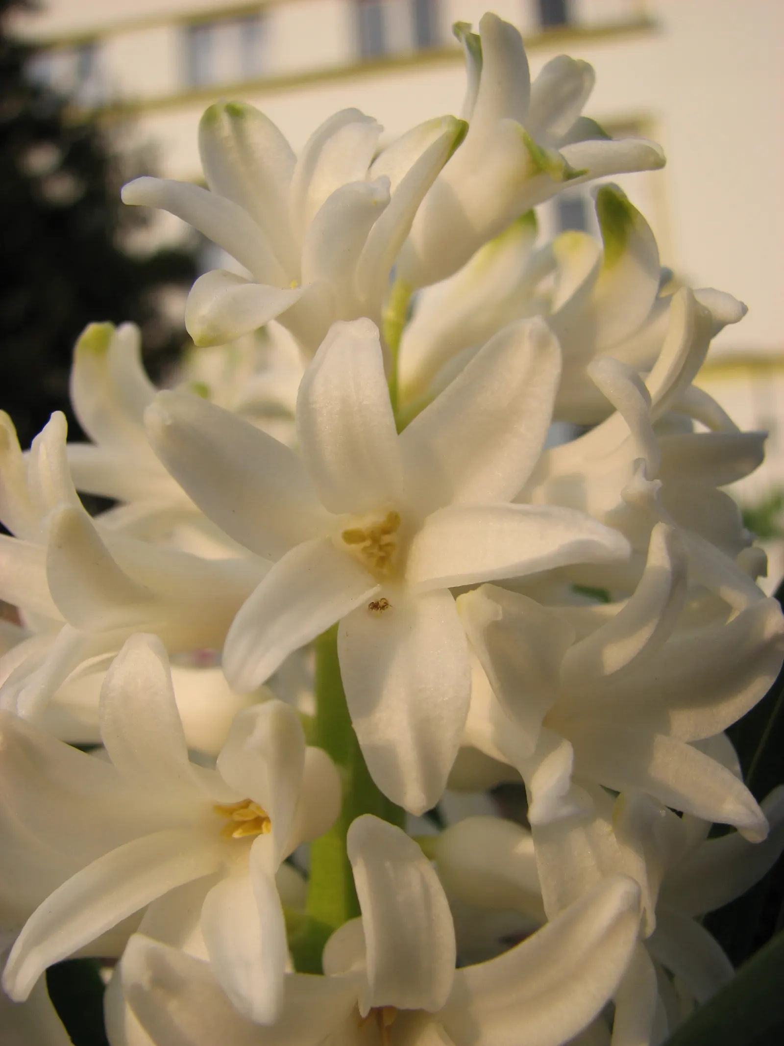 Garden Or Common Hyacinth (Hyacinthus Orientalis) — it's important to note that hyacinths perform best in USDA Hardiness Zones 4 through 8, image 81