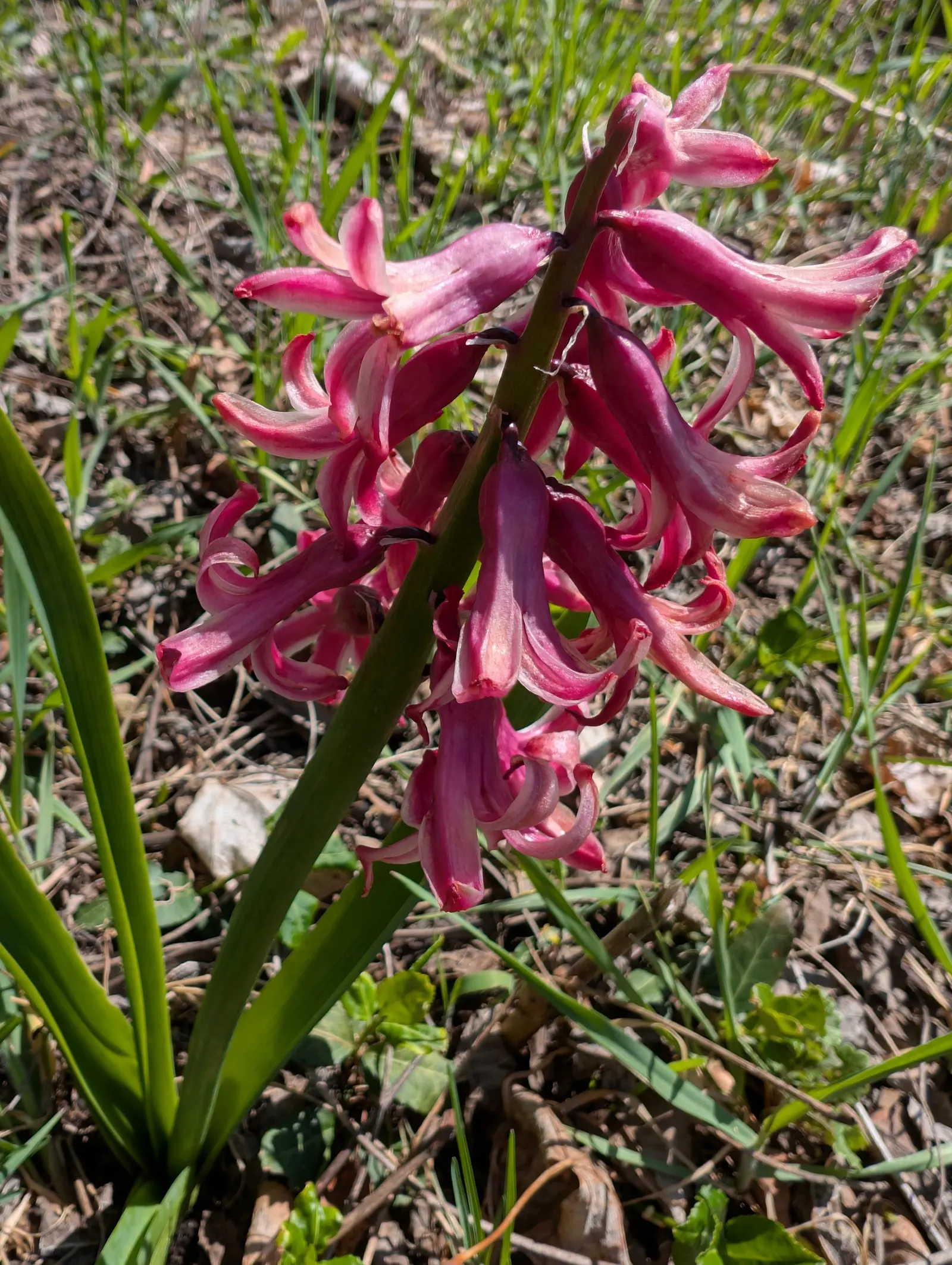 Garden Or Common Hyacinth (Hyacinthus Orientalis) — annual / bulb with blue and pink and red and yellow blooms; they require well-drained, image 68